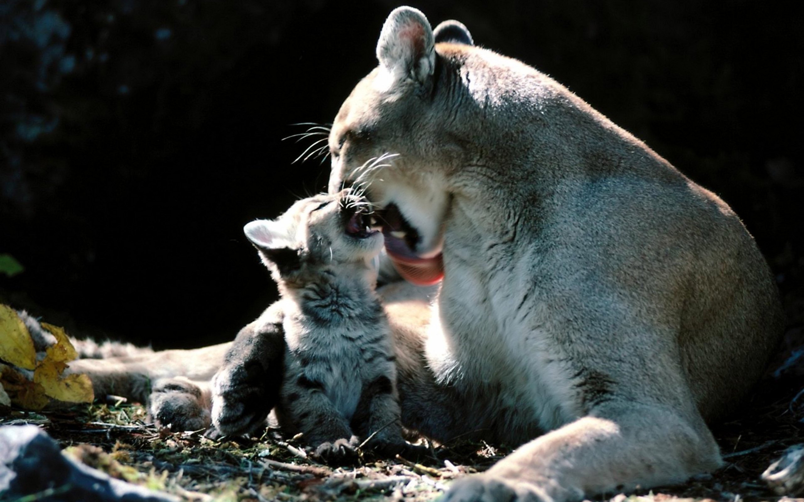 Free download wallpaper Cats, Animal, Cougar on your PC desktop