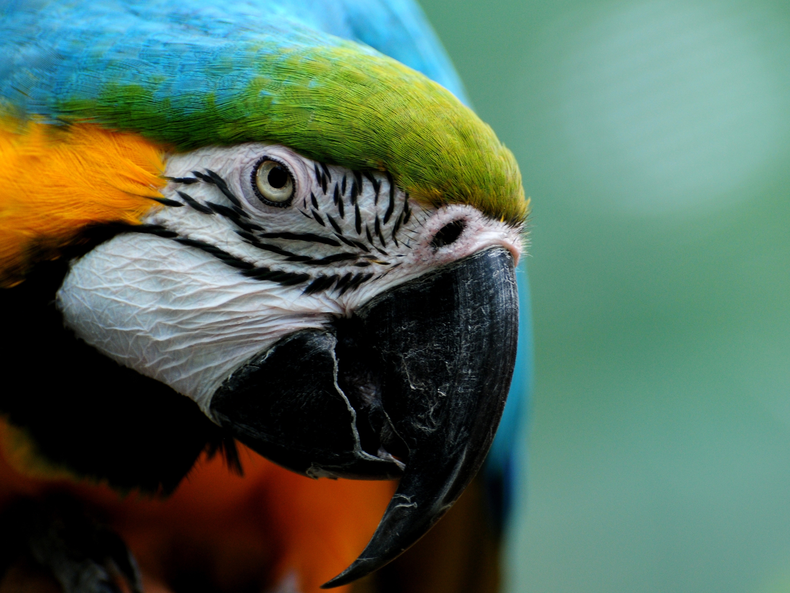 Horizontal Wallpaper animals, parrots, feather, bird, multicolored, motley
