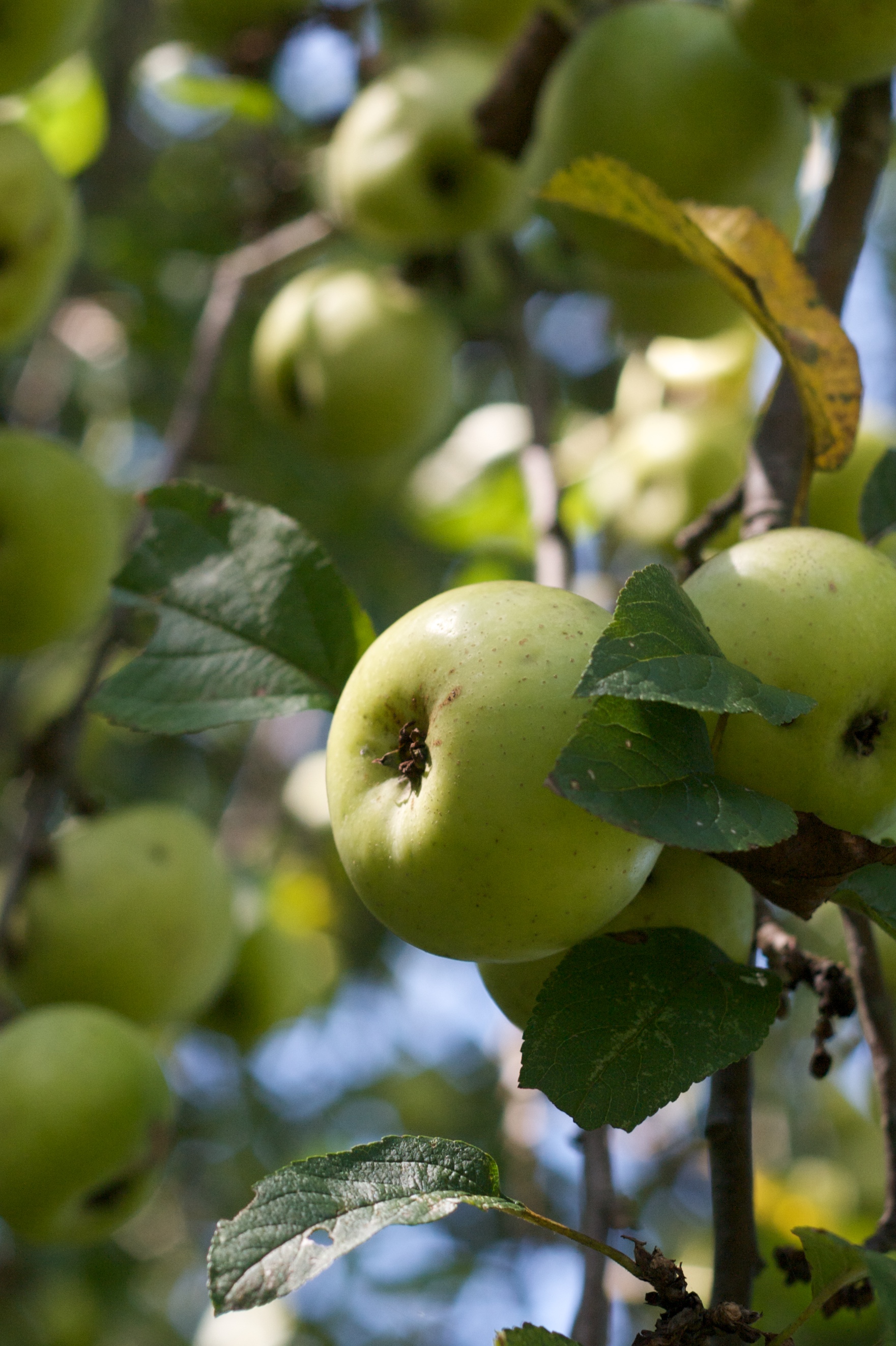 125596 скачать картинку яблоки, фрукты, сад, природа, листья - обои и заставки бесплатно