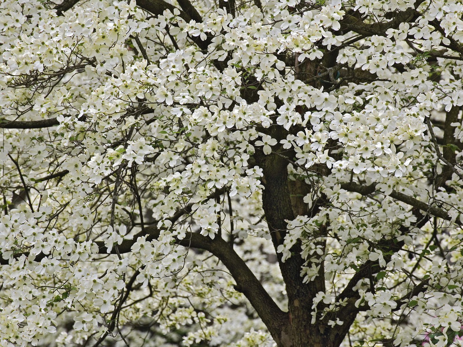 Téléchargez gratuitement l'image Nature, Bois, Arbre, Floraison, Source, Kentucky, Fleurs, Jardin, Printemps sur le bureau de votre PC