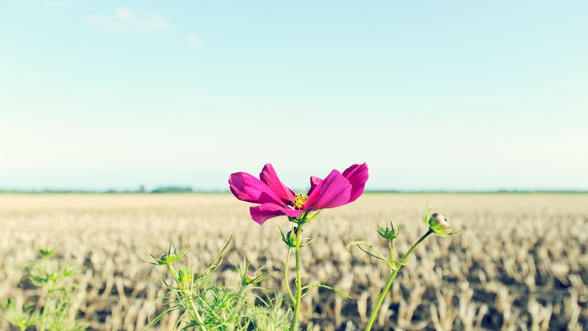 Handy-Wallpaper Blume, Erde/natur kostenlos herunterladen.