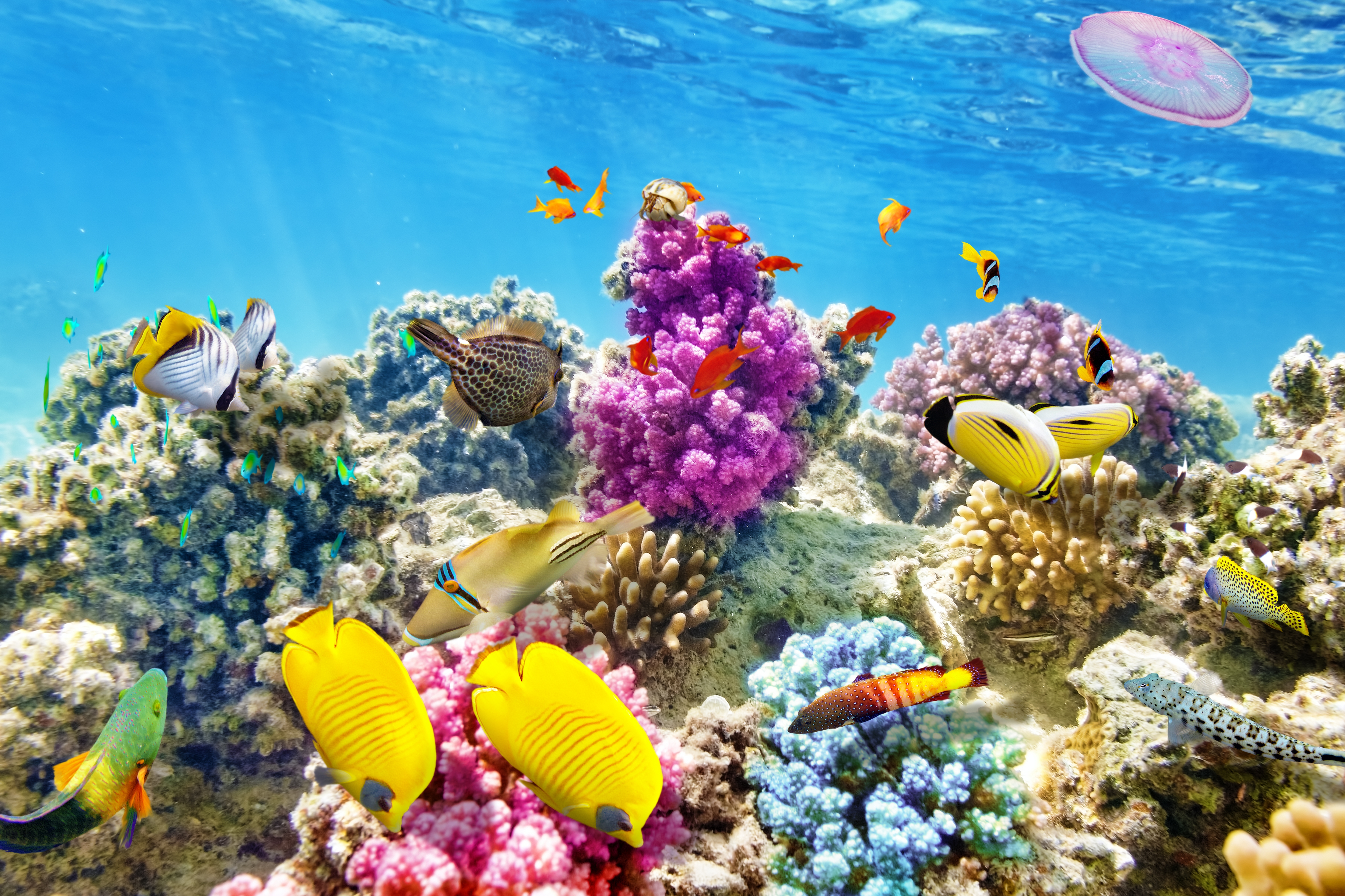 Handy-Wallpaper Tiere, Fische, Ozean, Fisch, Unterwasser, Korallenriff kostenlos herunterladen.