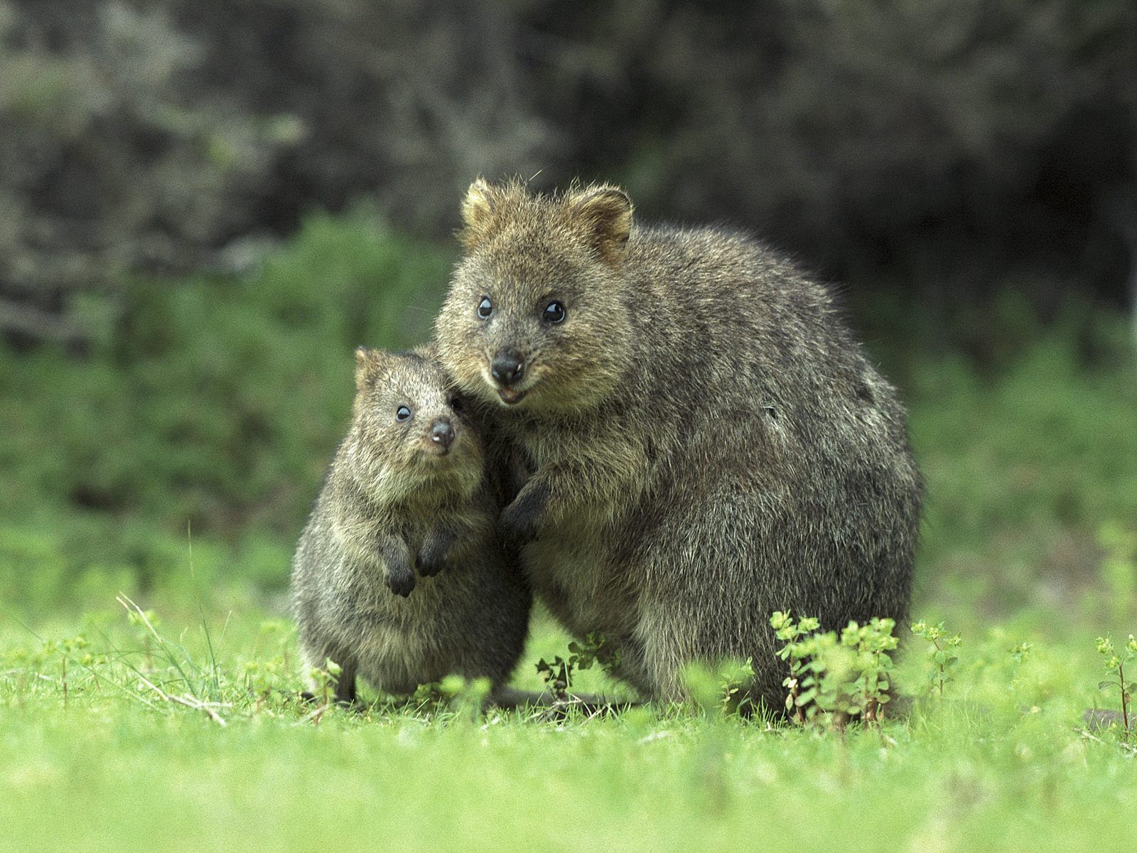 Mobile wallpaper care, quokka, animals, grass, young, couple, pair, stroll, joey, kwokka