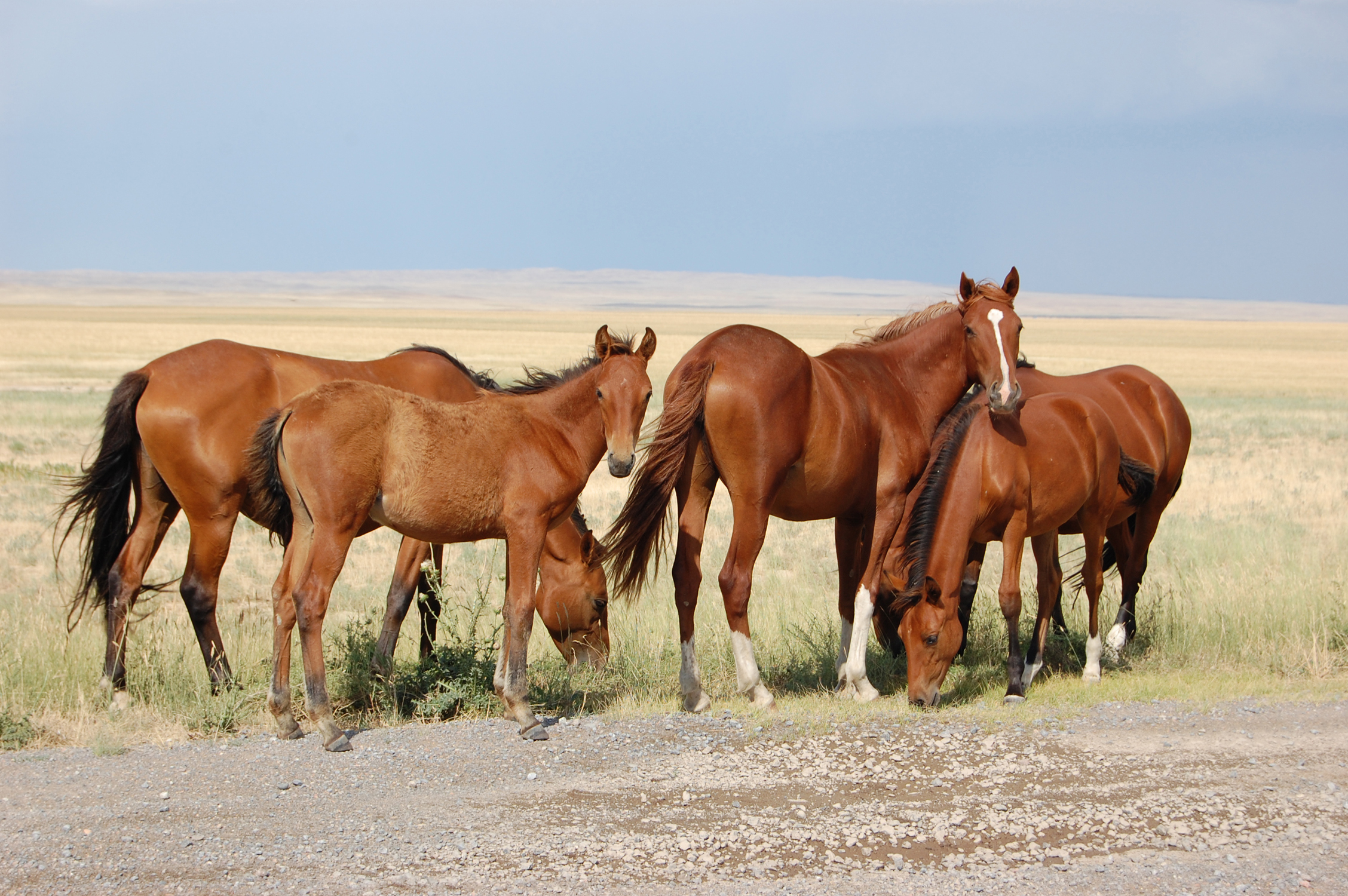 Free download wallpaper Animal, Horse on your PC desktop