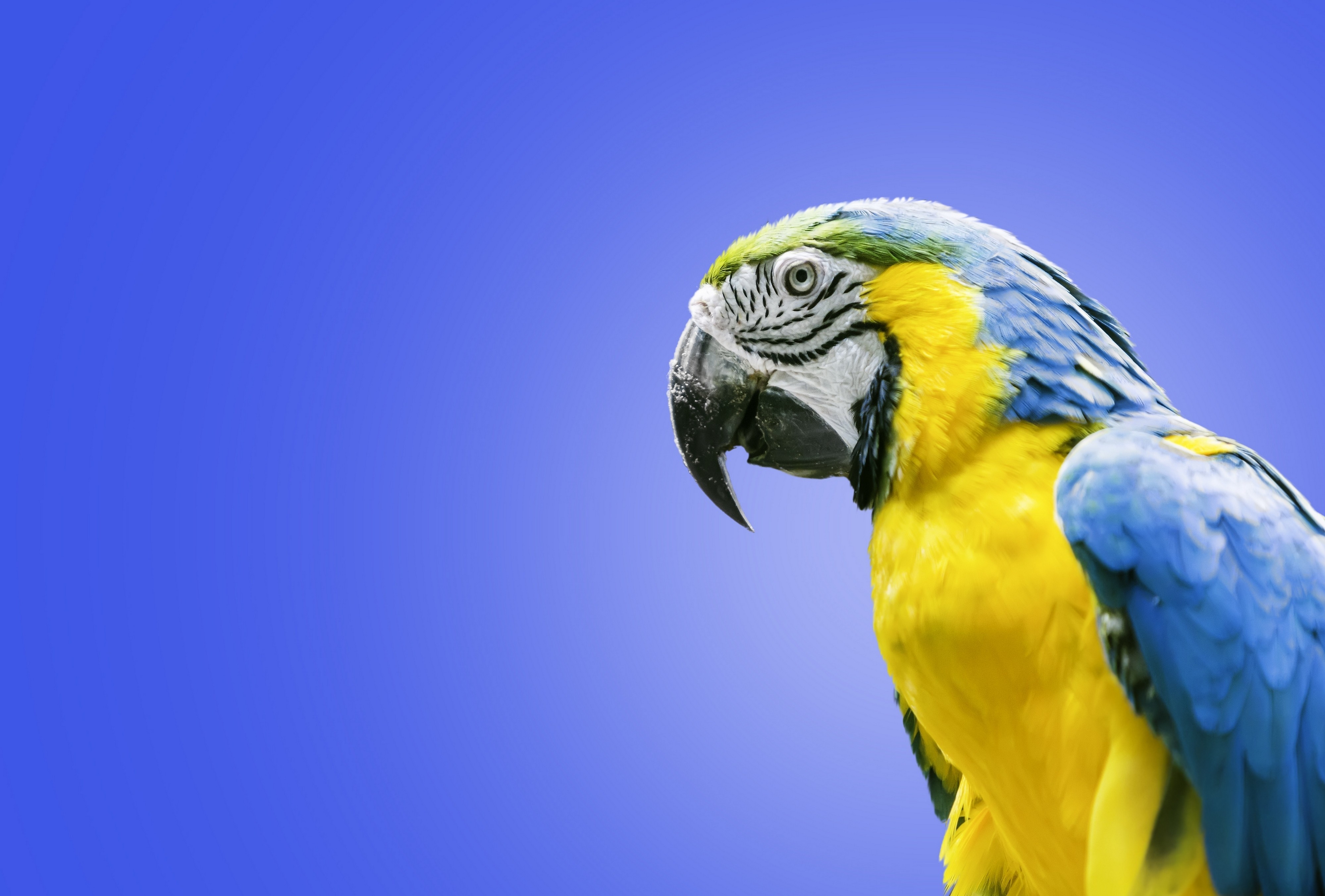 Descarga gratuita de fondo de pantalla para móvil de Guacamayo, Guacamayo Azul Y Amarillo, Loro, Aves, Animales.