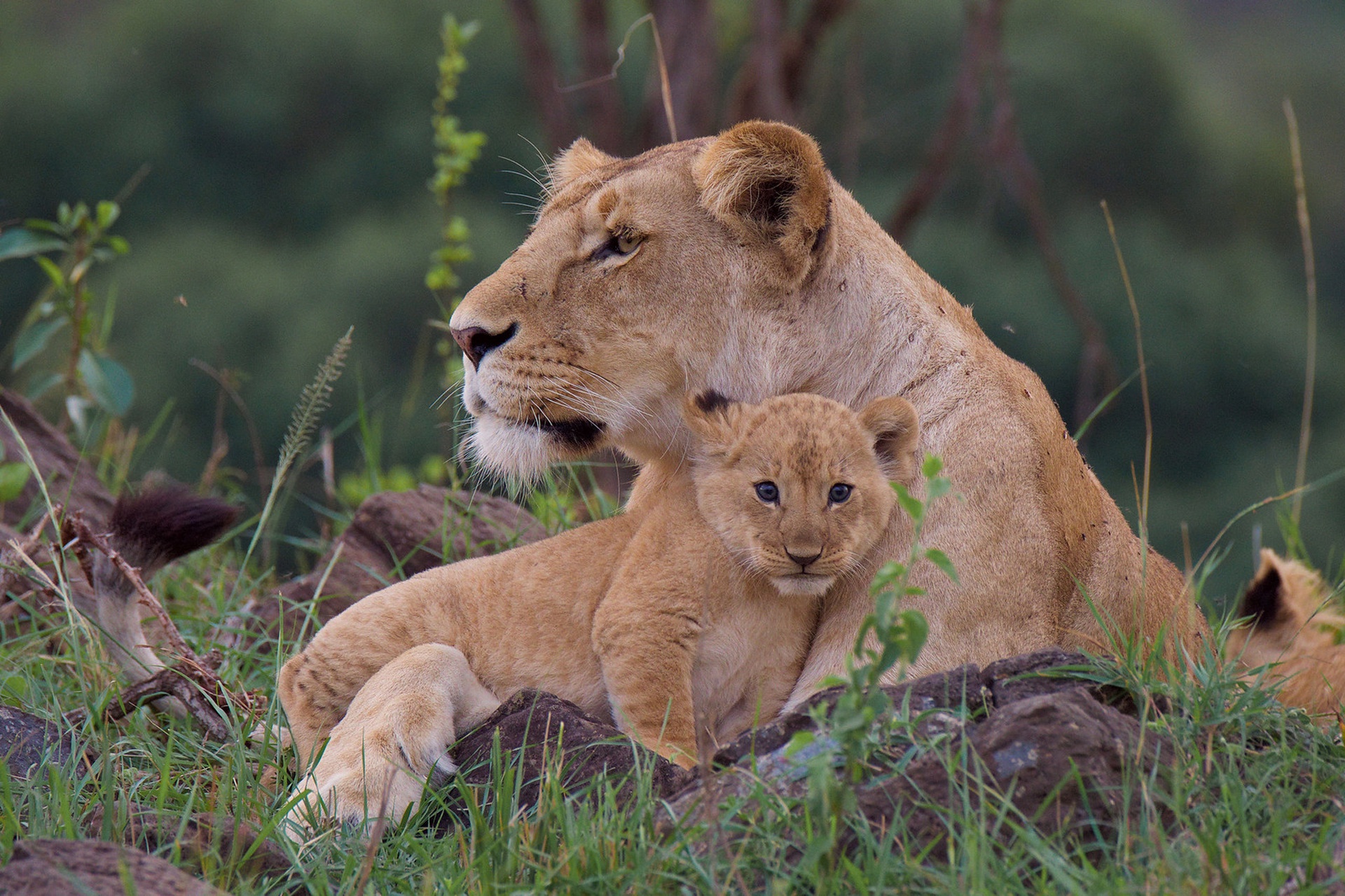 Téléchargez gratuitement l'image Animaux, Chats, Lion, Lionceau, Bébé Animal sur le bureau de votre PC