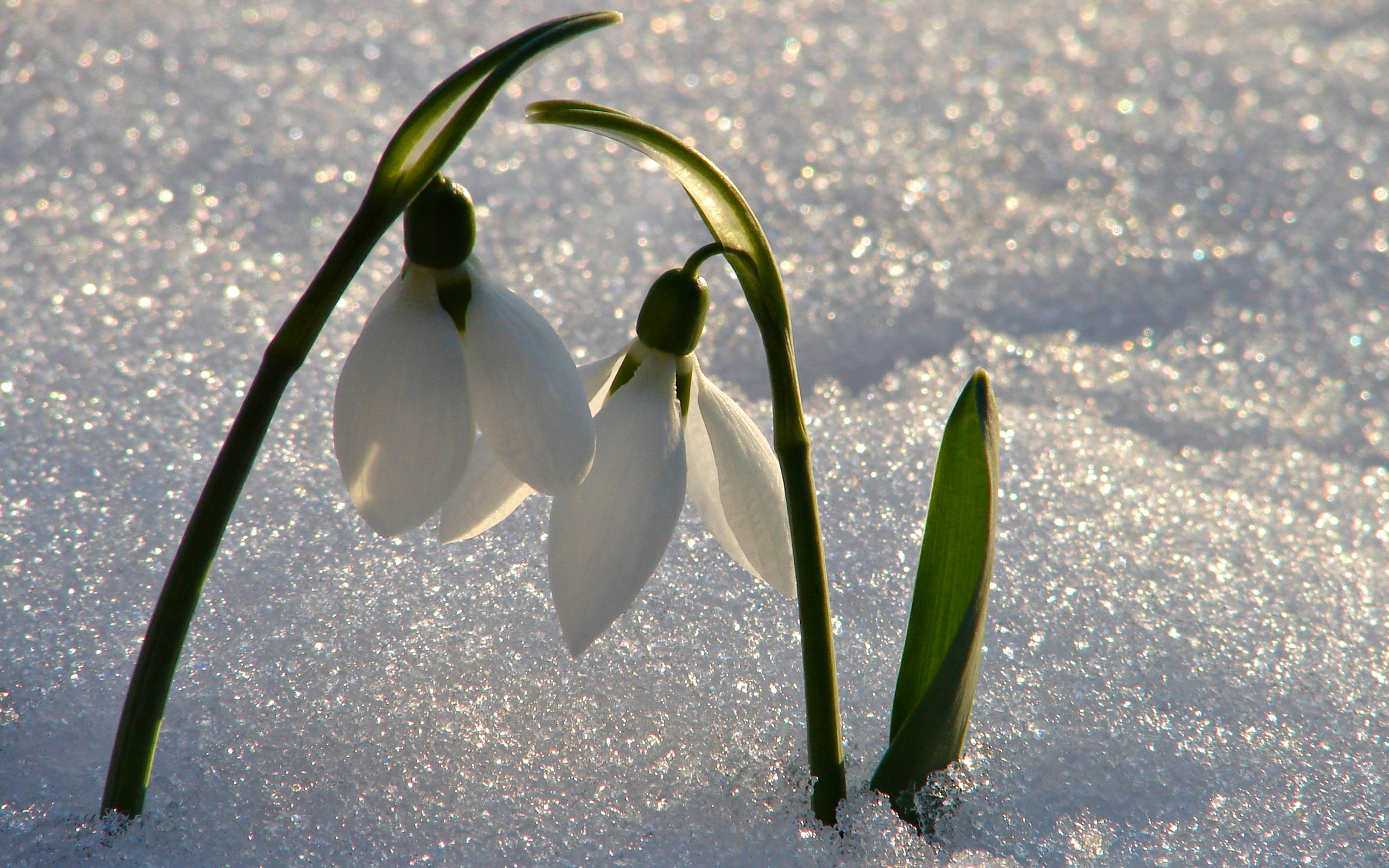 Laden Sie das Schneeglöckchen, Blume, Erde/natur-Bild kostenlos auf Ihren PC-Desktop herunter