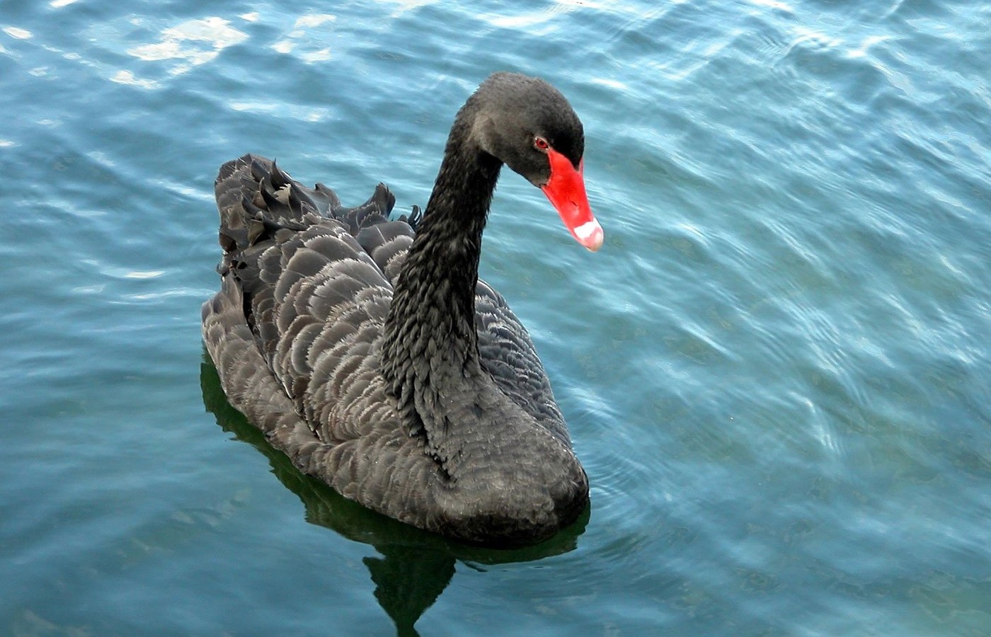 308620 descargar imagen animales, cisne negro, aves: fondos de pantalla y protectores de pantalla gratis