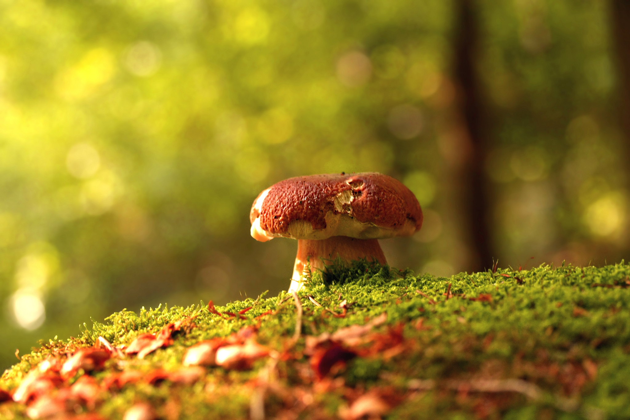 Download mobile wallpaper Earth, Mushroom for free.