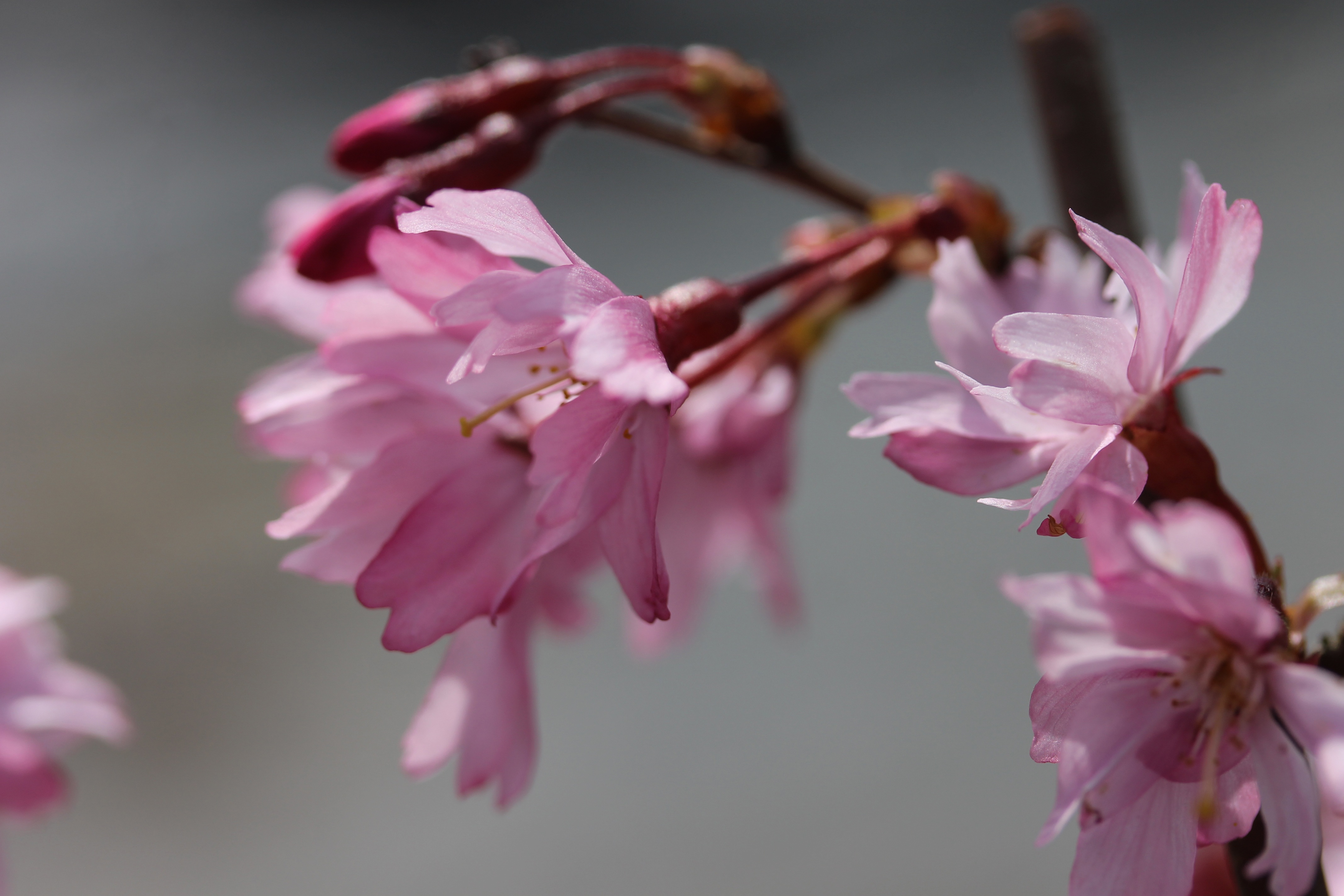 Descarga gratis la imagen Flores, Florecer, Floración, Rama, Sakura en el escritorio de tu PC