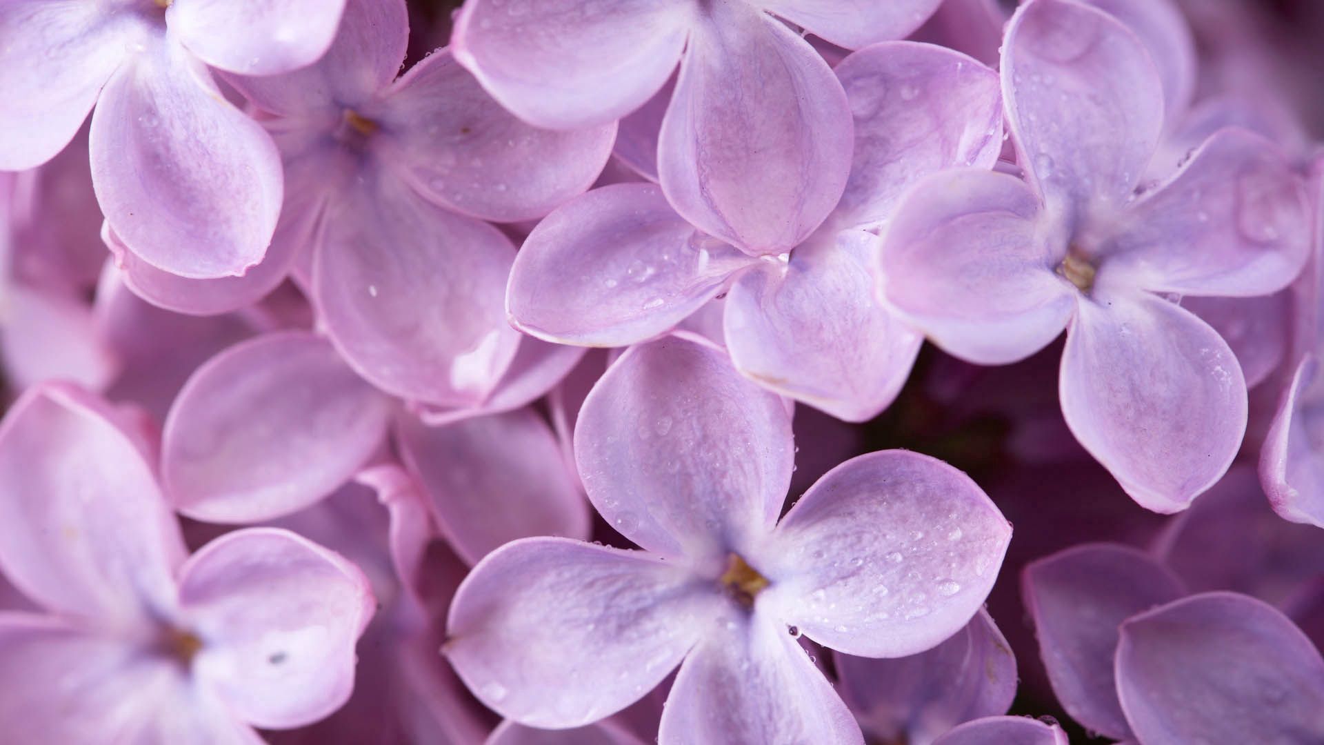 flowers, lilac, macro, shallow, small