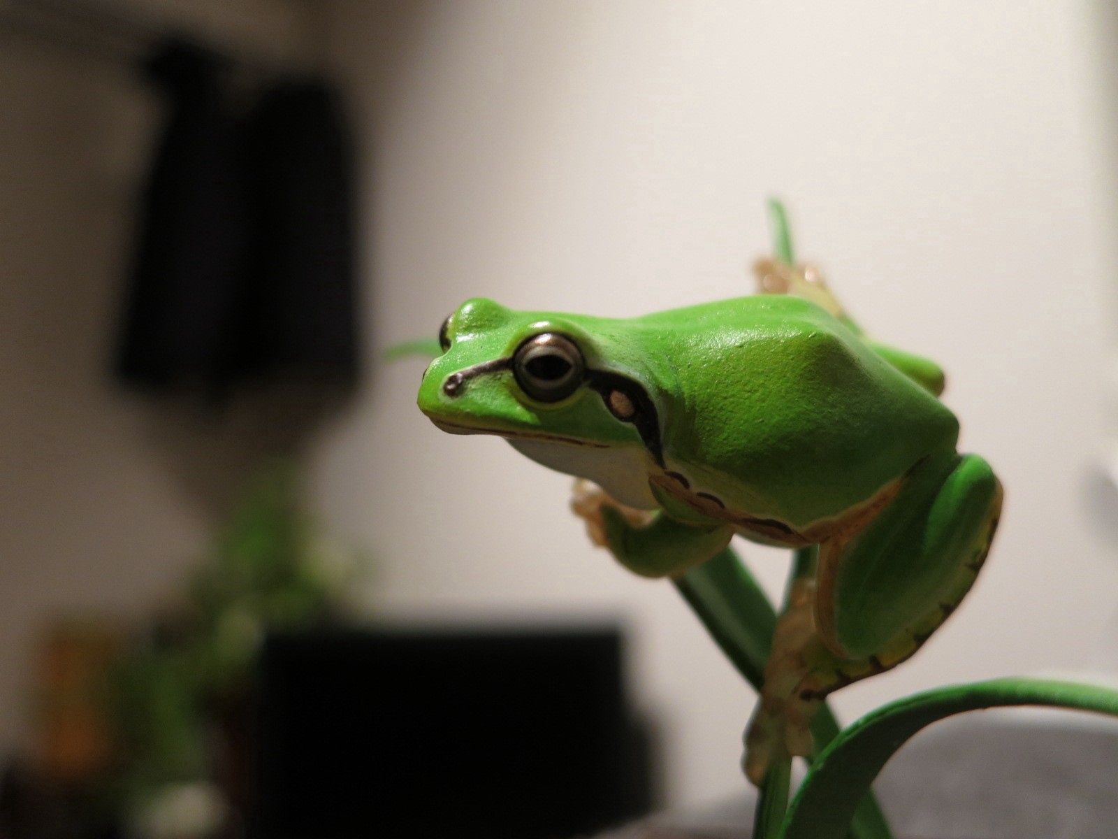 Free download wallpaper Animals, Bright, Branch, Crawl, Frog on your PC desktop