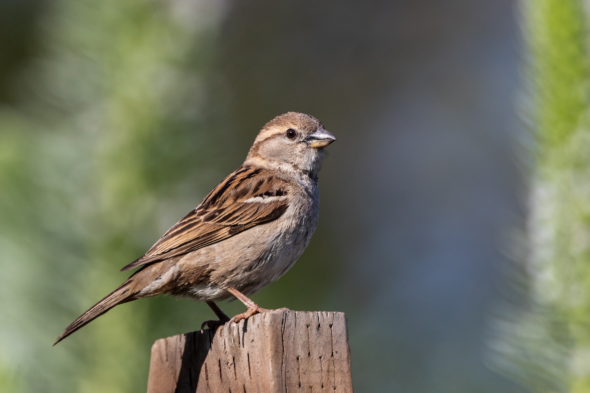 Download mobile wallpaper Birds, Bird, Sparrow, Animal for free.