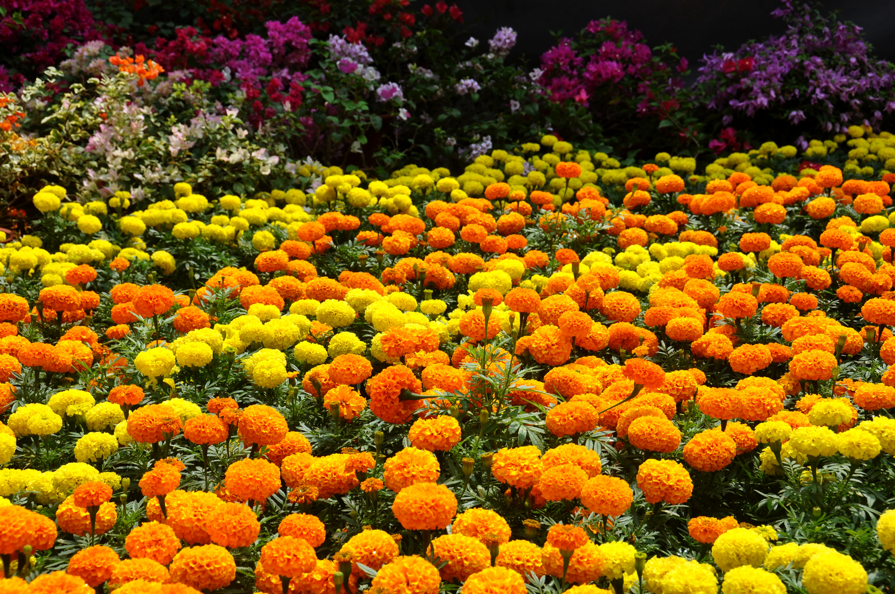 746363 скачать обои желтый цветок, сделано человеком, сад, красочный, цвета, цветок, оранжевый цветок - заставки и картинки бесплатно
