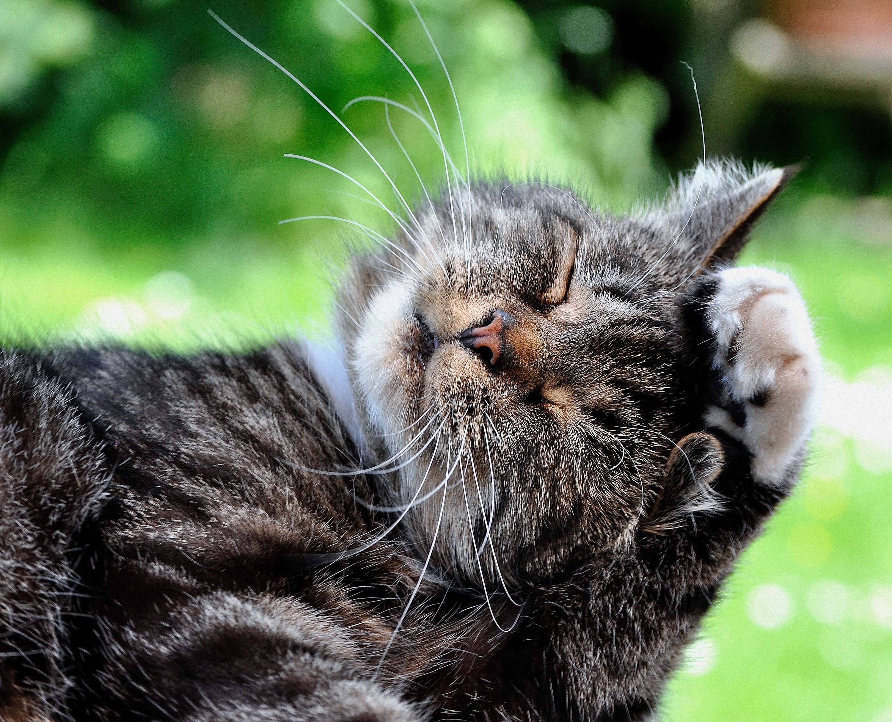 466026 Protetores de tela e papéis de parede Gatos em seu telefone. Baixe  fotos gratuitamente