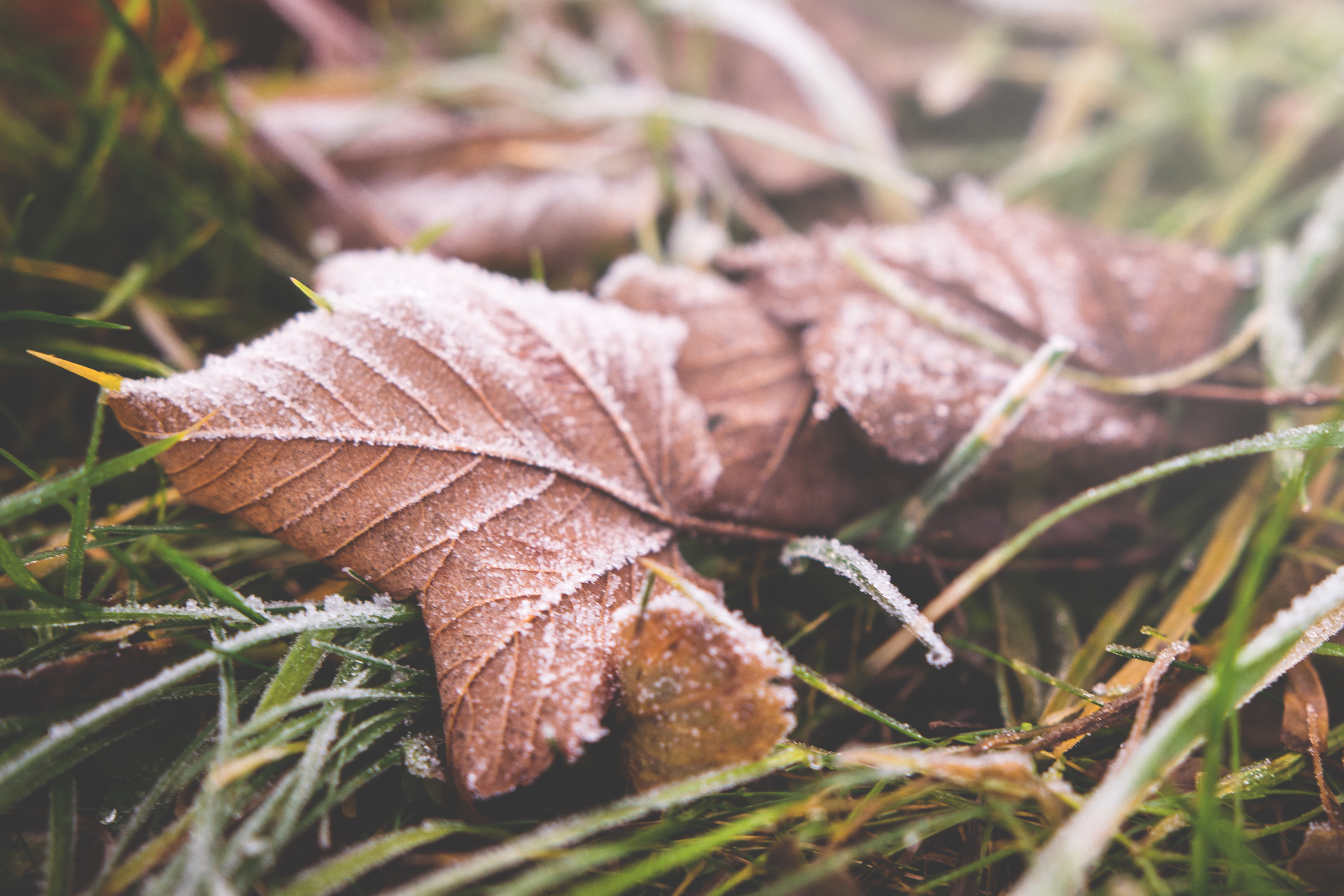 autumn, macro, sheet, leaf, frost, hoarfrost, dry 1080p