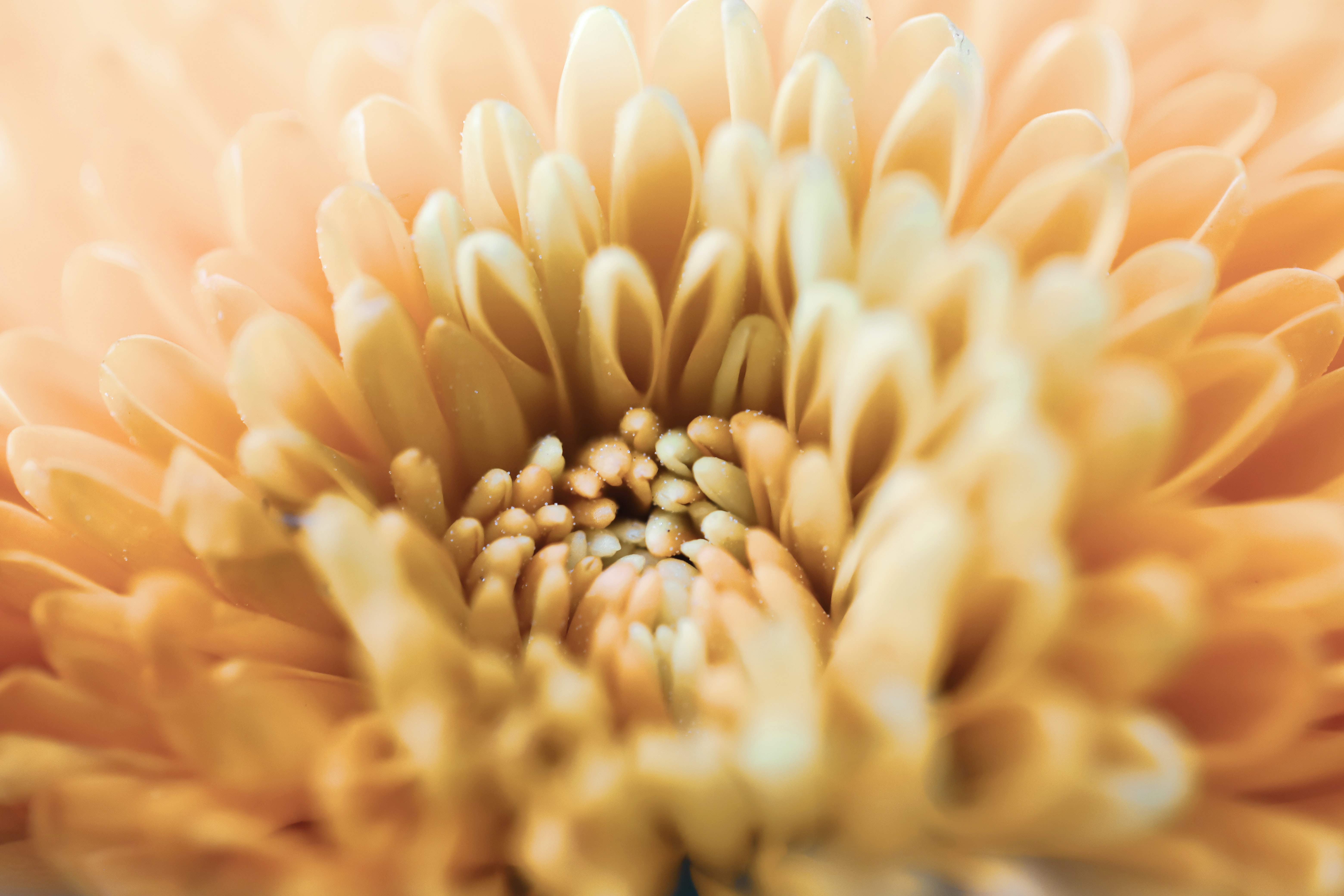 Téléchargez gratuitement l'image Fleur, Chrysanthème, Macro, Pétales sur le bureau de votre PC