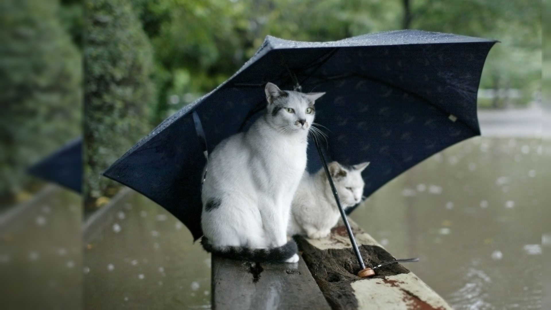 Descarga gratuita de fondo de pantalla para móvil de Gato, Gatos, Animales.