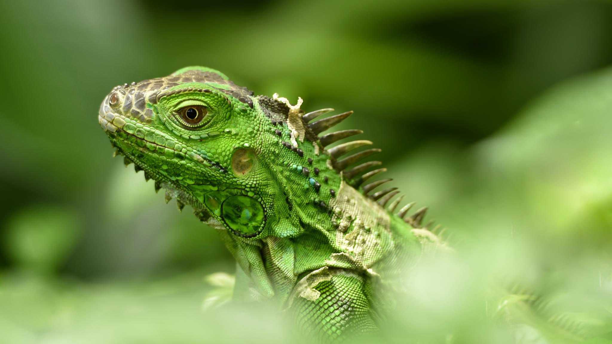 Download mobile wallpaper Blur, Animal, Lizard, Reptile, Reptiles, Iguana for free.