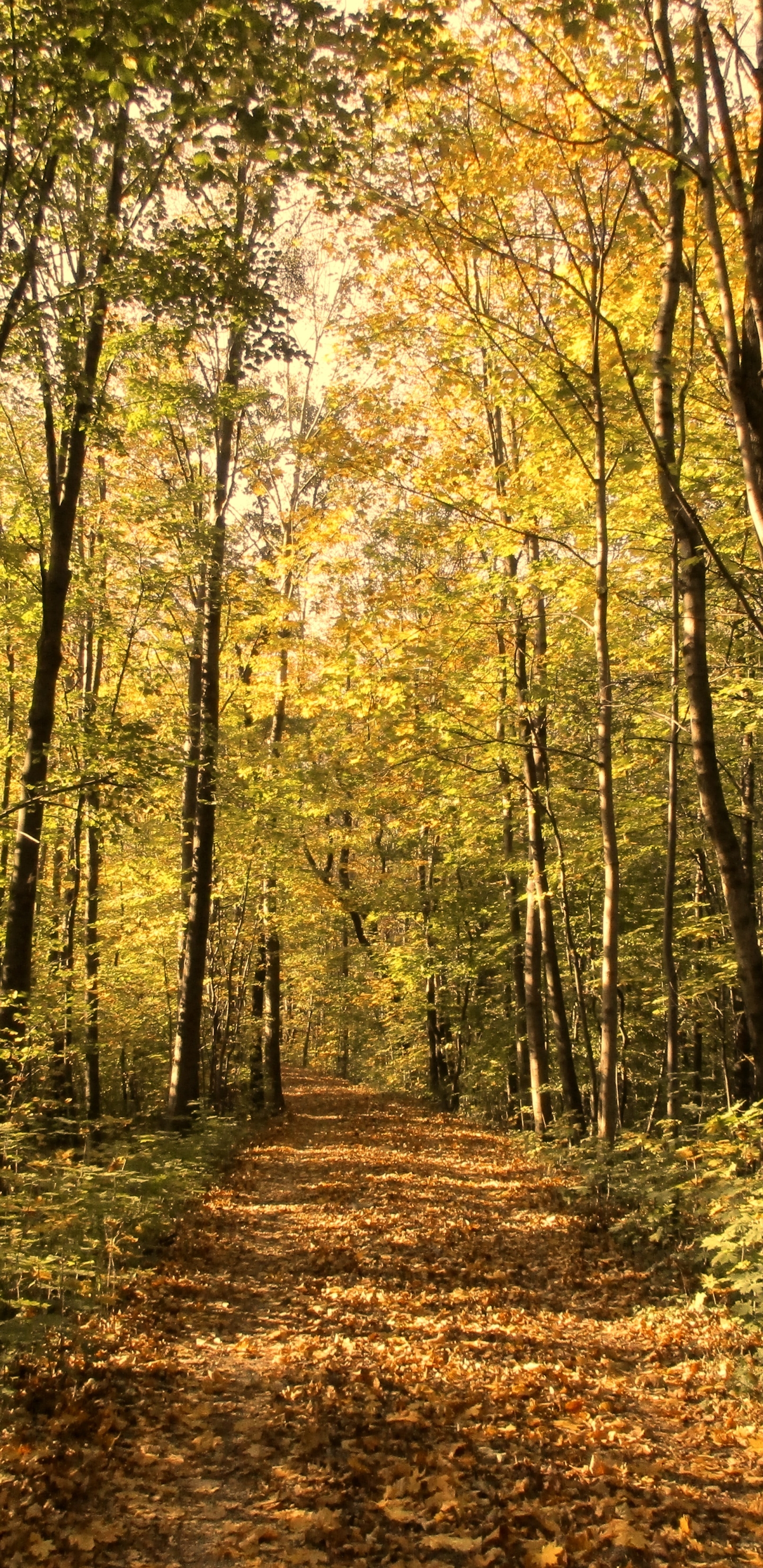 Download mobile wallpaper Tree, Fall, Earth, Path for free.