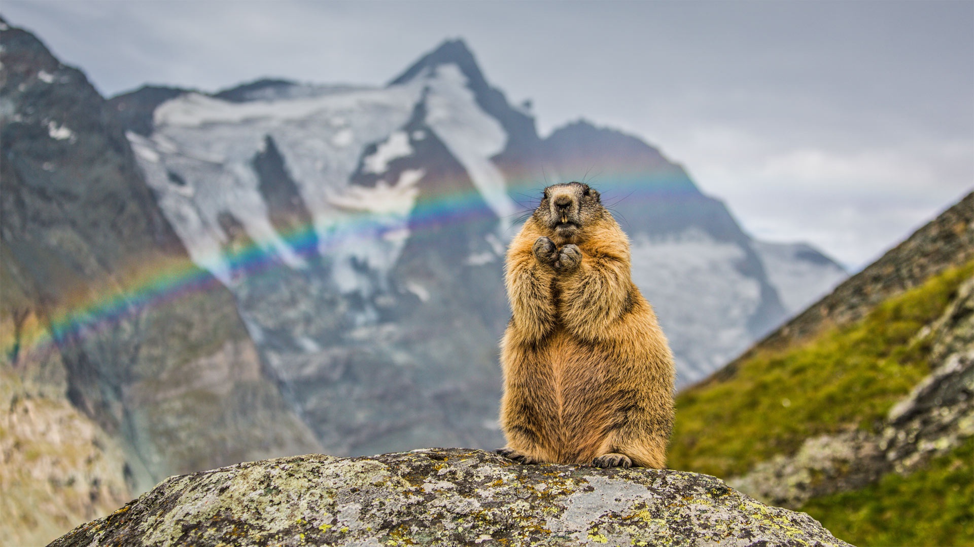 1020699 descargar imagen animales, marmota, montaña, arco iris, roedor: fondos de pantalla y protectores de pantalla gratis