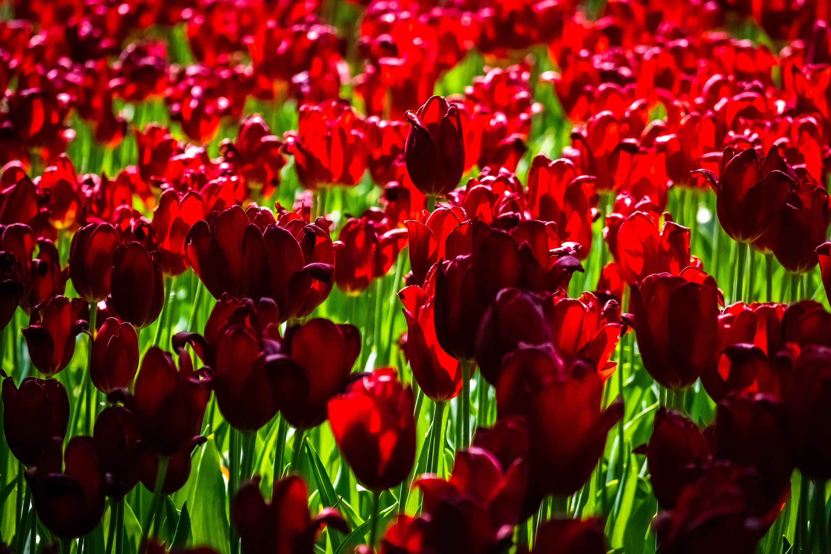 Download mobile wallpaper Nature, Flowers, Summer, Flower, Earth, Tulip, Red Flower for free.