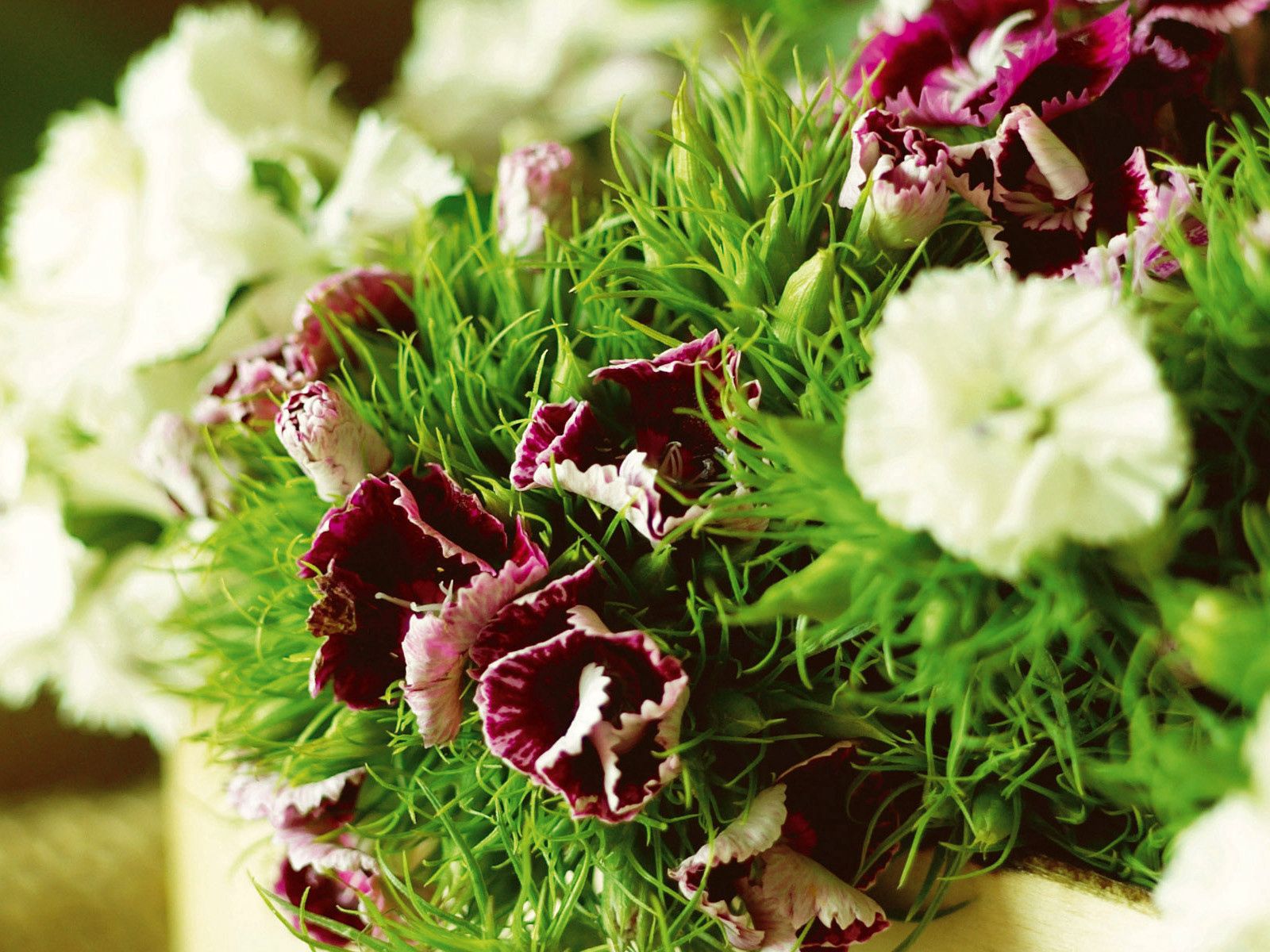 flowers, carnations, greens, sharpness