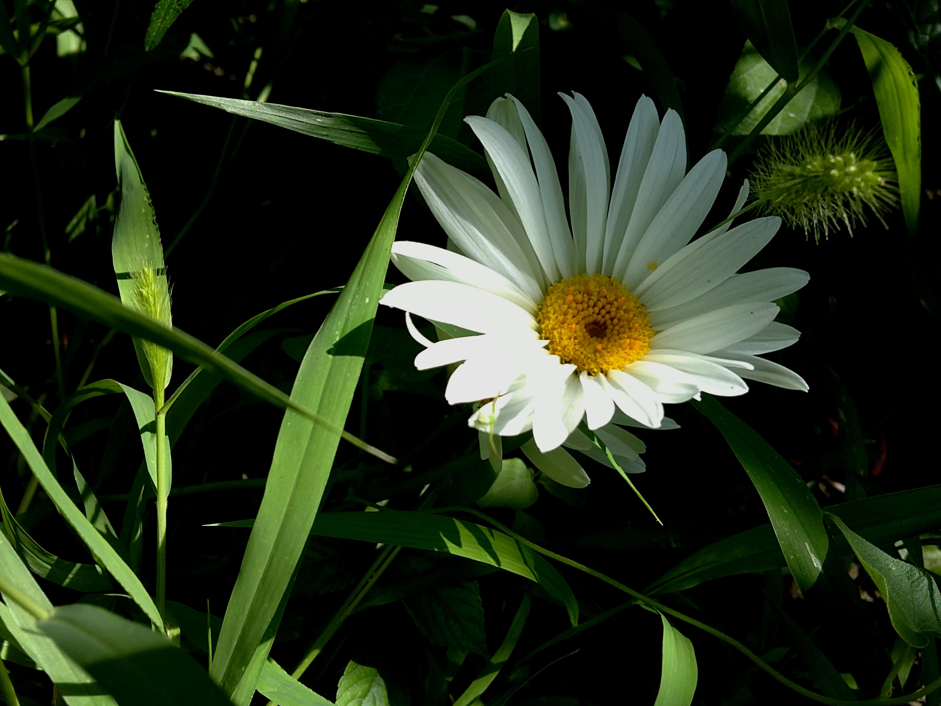 Descarga gratuita de fondo de pantalla para móvil de Margarita, Flores, Tierra/naturaleza.