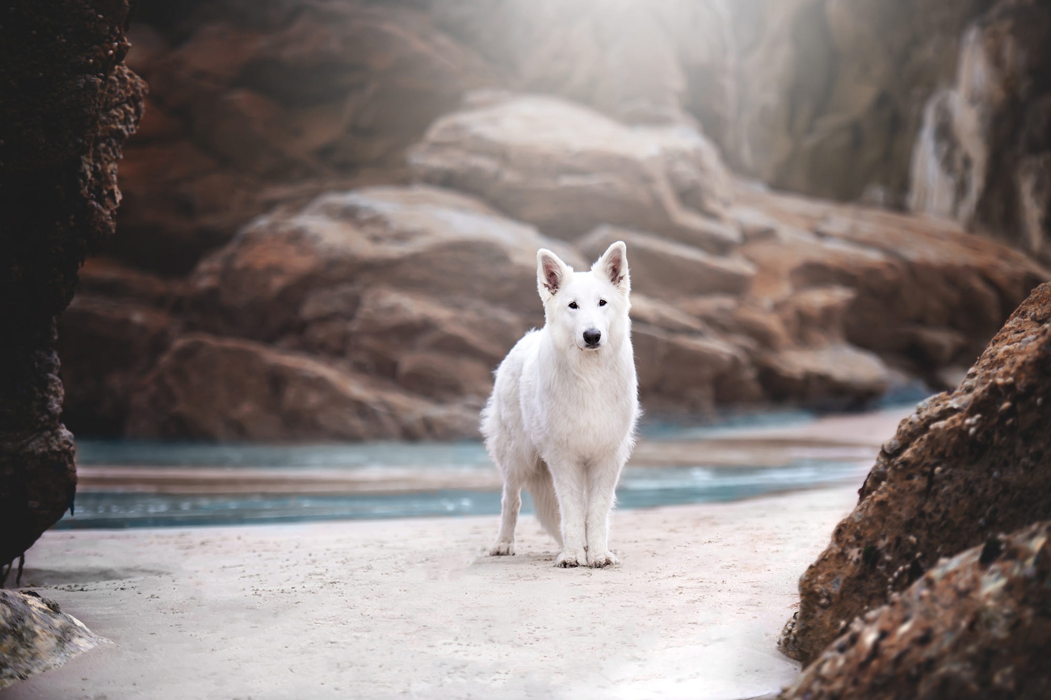 918720 descargar imagen animales, pastor blanco suizo, perro: fondos de pantalla y protectores de pantalla gratis