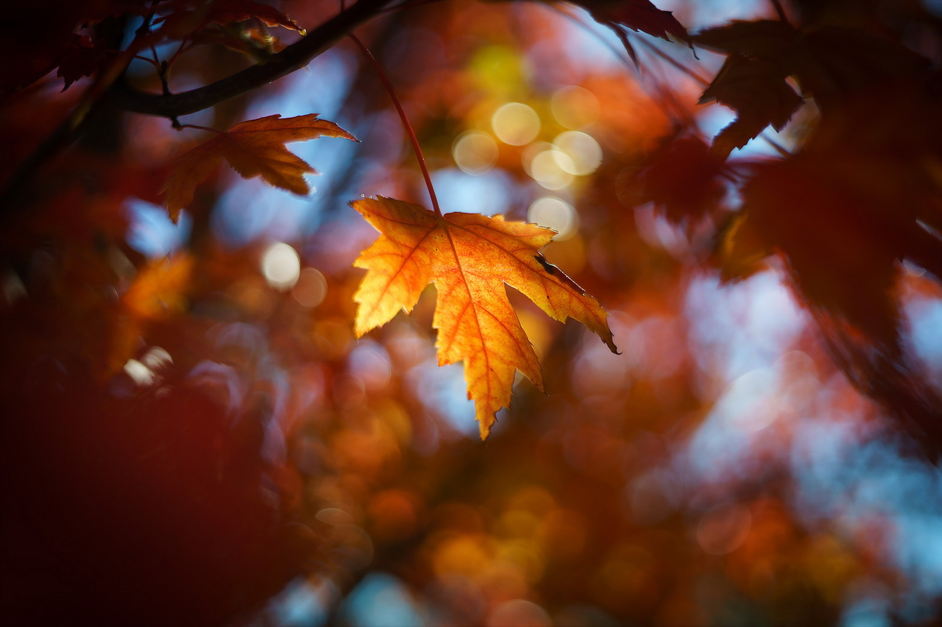 Descarga gratuita de fondo de pantalla para móvil de Otoño, Hoja, Bokeh, Rayo De Sol, Tierra/naturaleza, Macrofotografía.