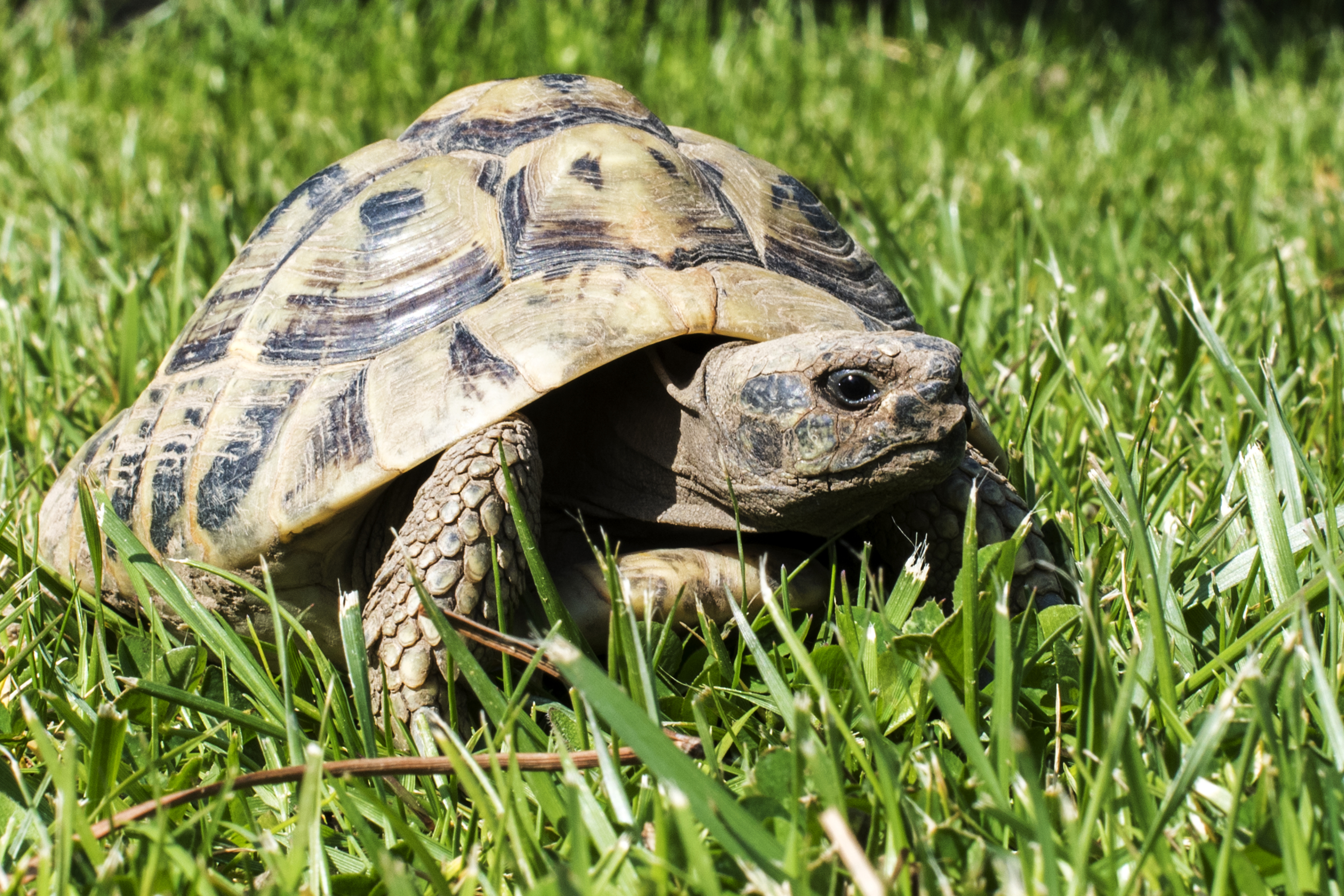 Download mobile wallpaper Turtles, Grass, Animal, Tortoise for free.