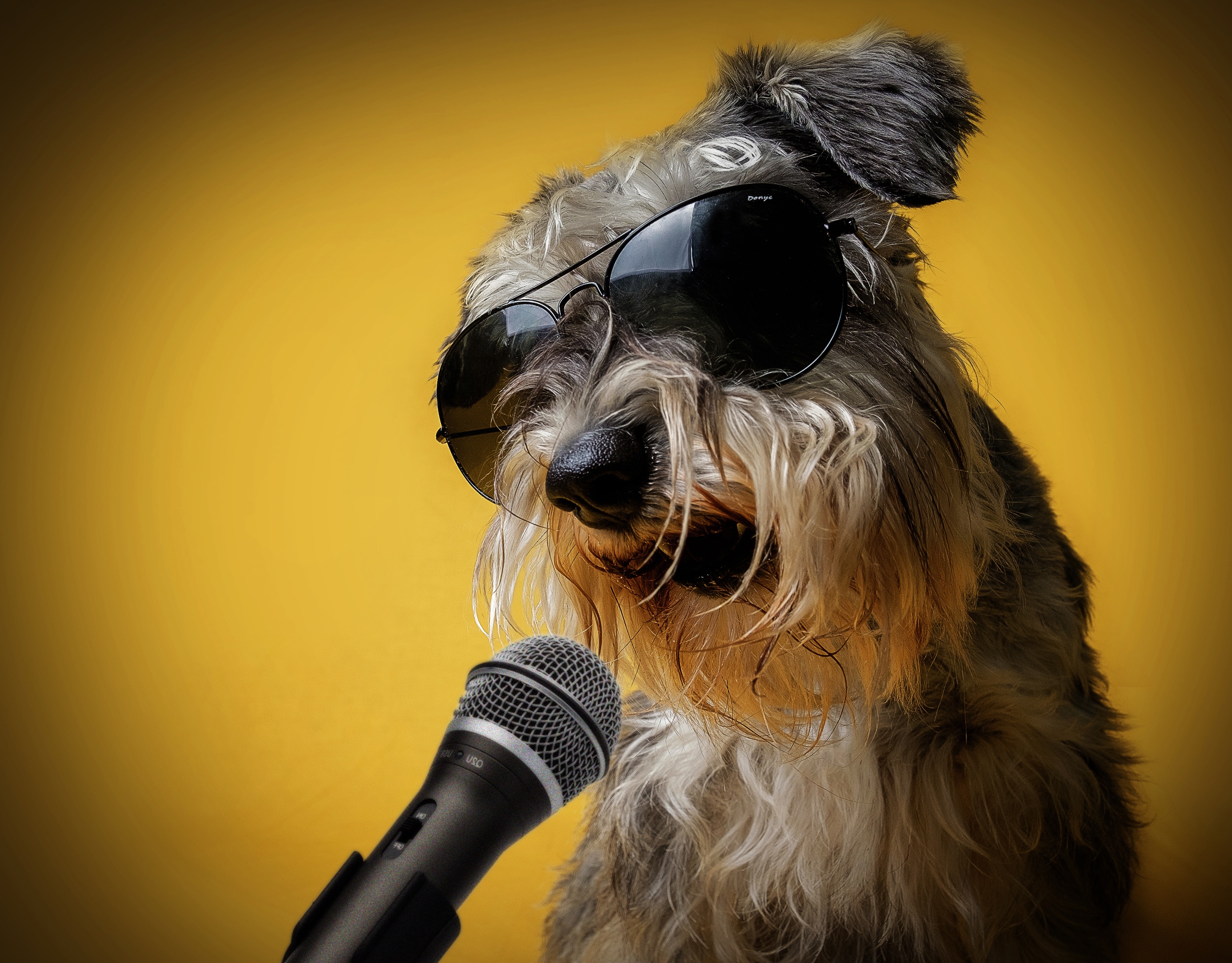 428624 скачать картинку шнауцер, животные, собака, микрофон, солнцезащитные очки, собаки - обои и заставки бесплатно
