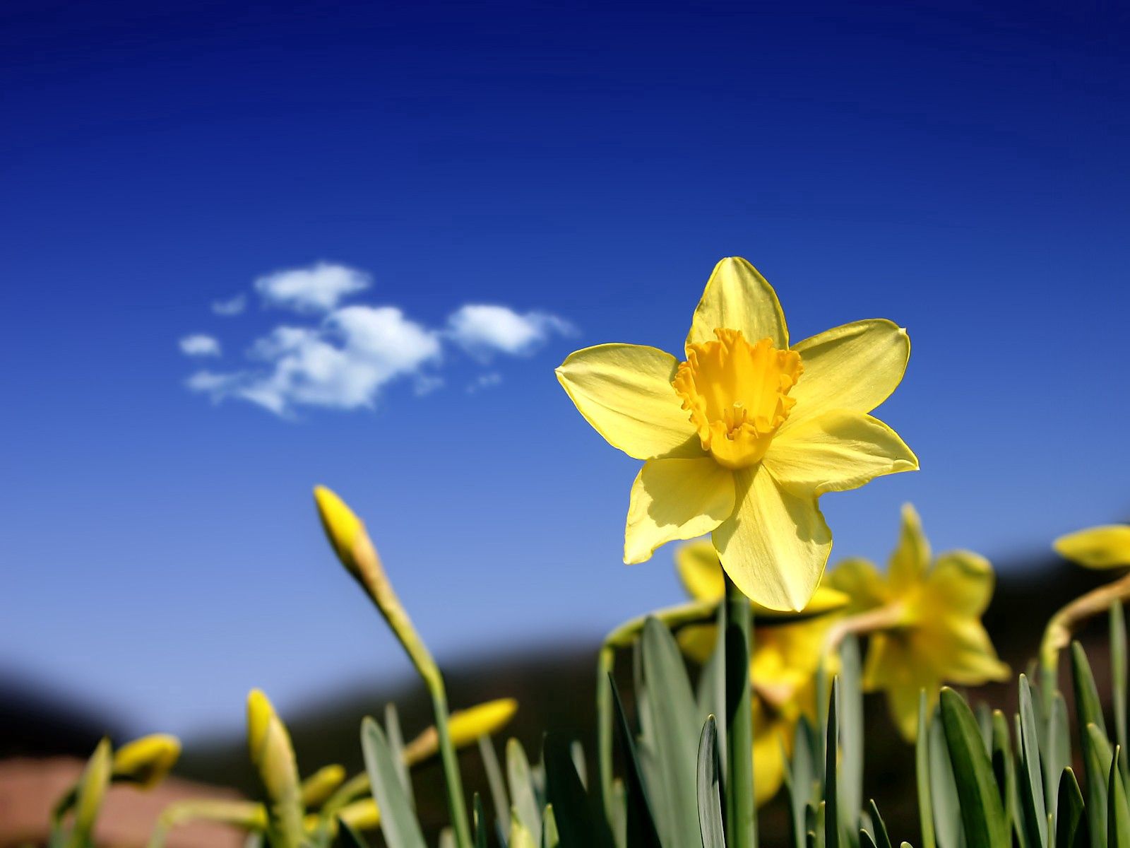 80116 télécharger le fond d'écran printemps, fleurs, sky, narcisses, bourgeons, source, nuage - économiseurs d'écran et images gratuitement