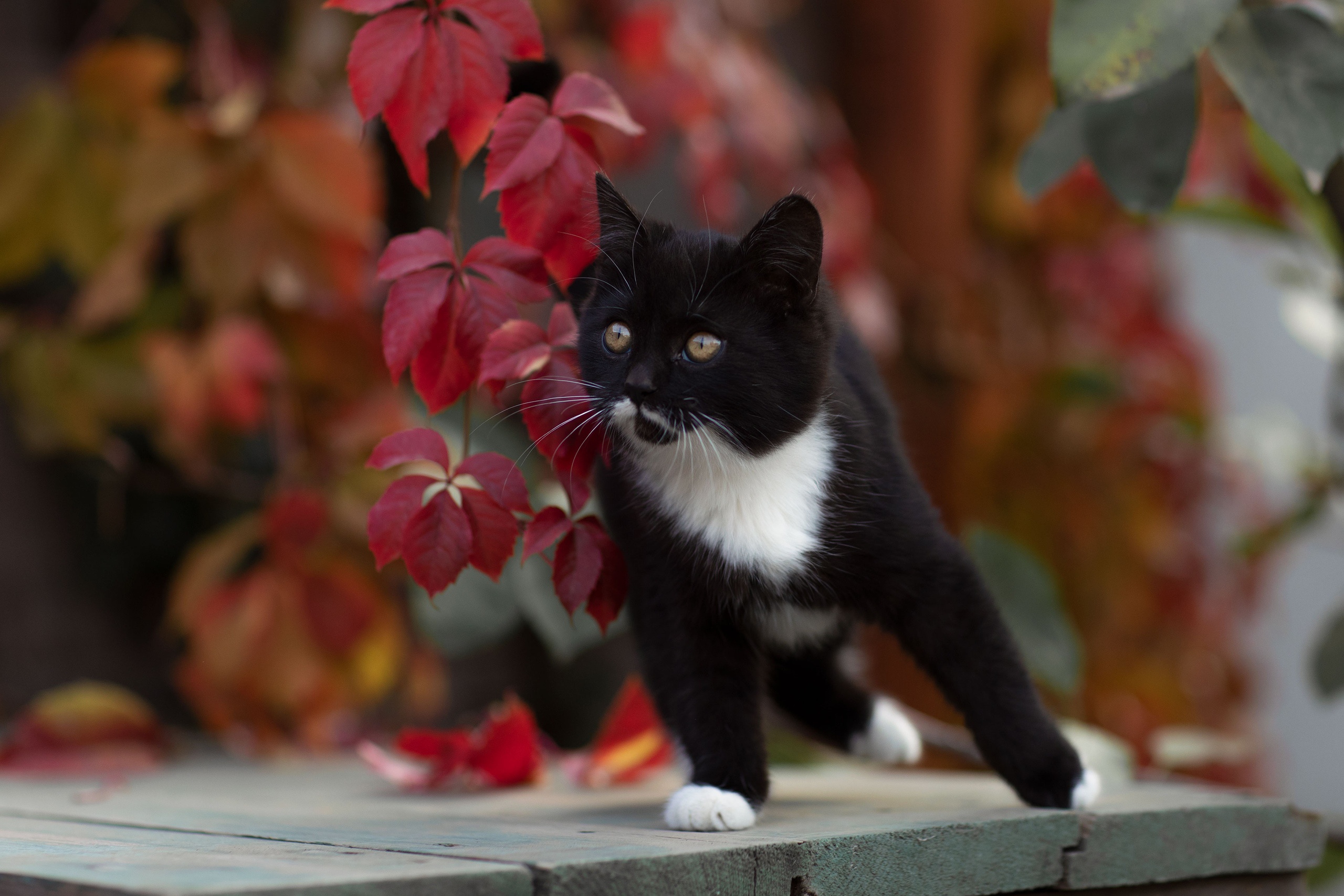 Laden Sie das Tiere, Katzen, Katze, Kätzchen, Tierbaby-Bild kostenlos auf Ihren PC-Desktop herunter