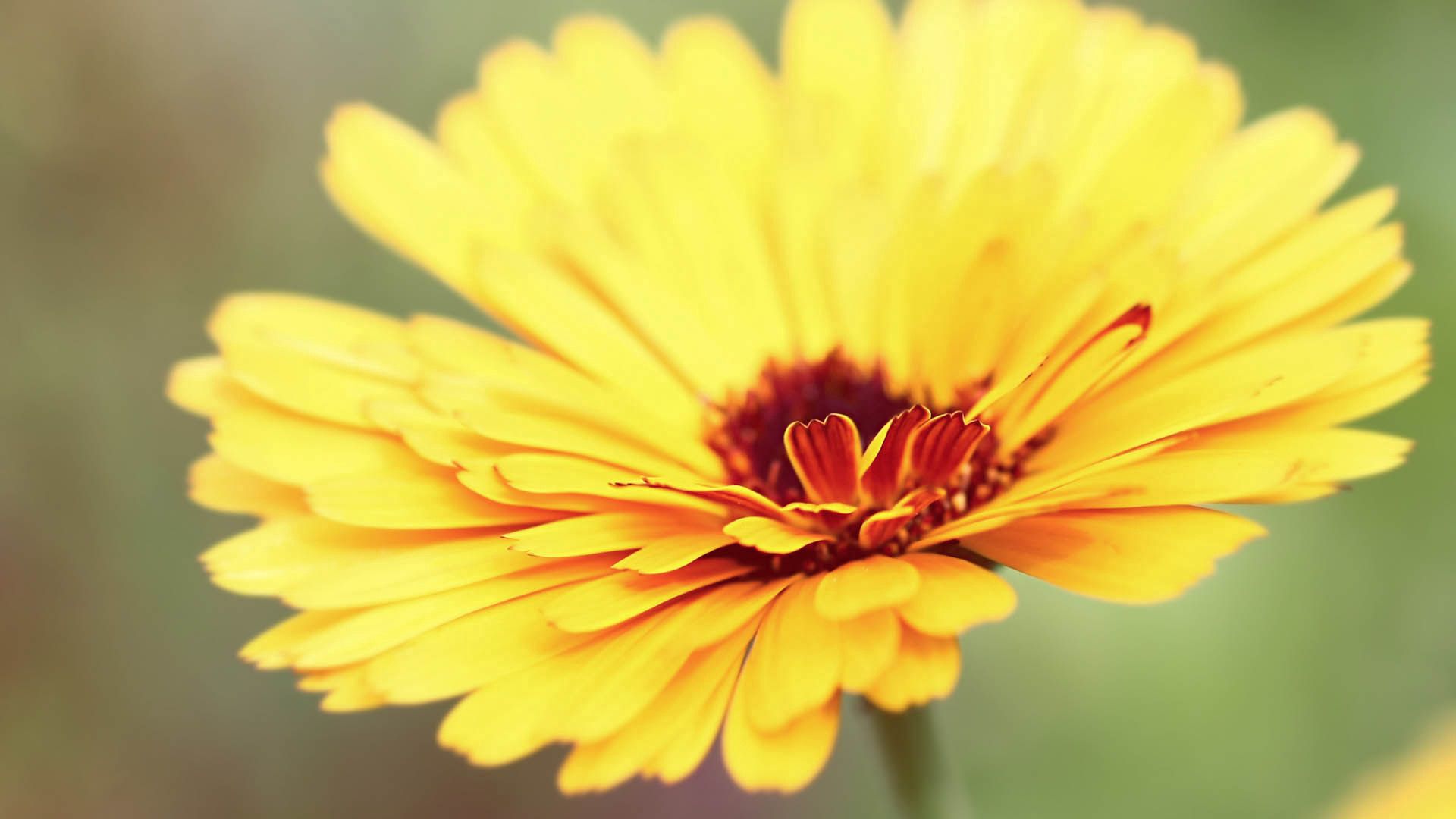 Laden Sie das Makro, Blume, Blütenblätter-Bild kostenlos auf Ihren PC-Desktop herunter