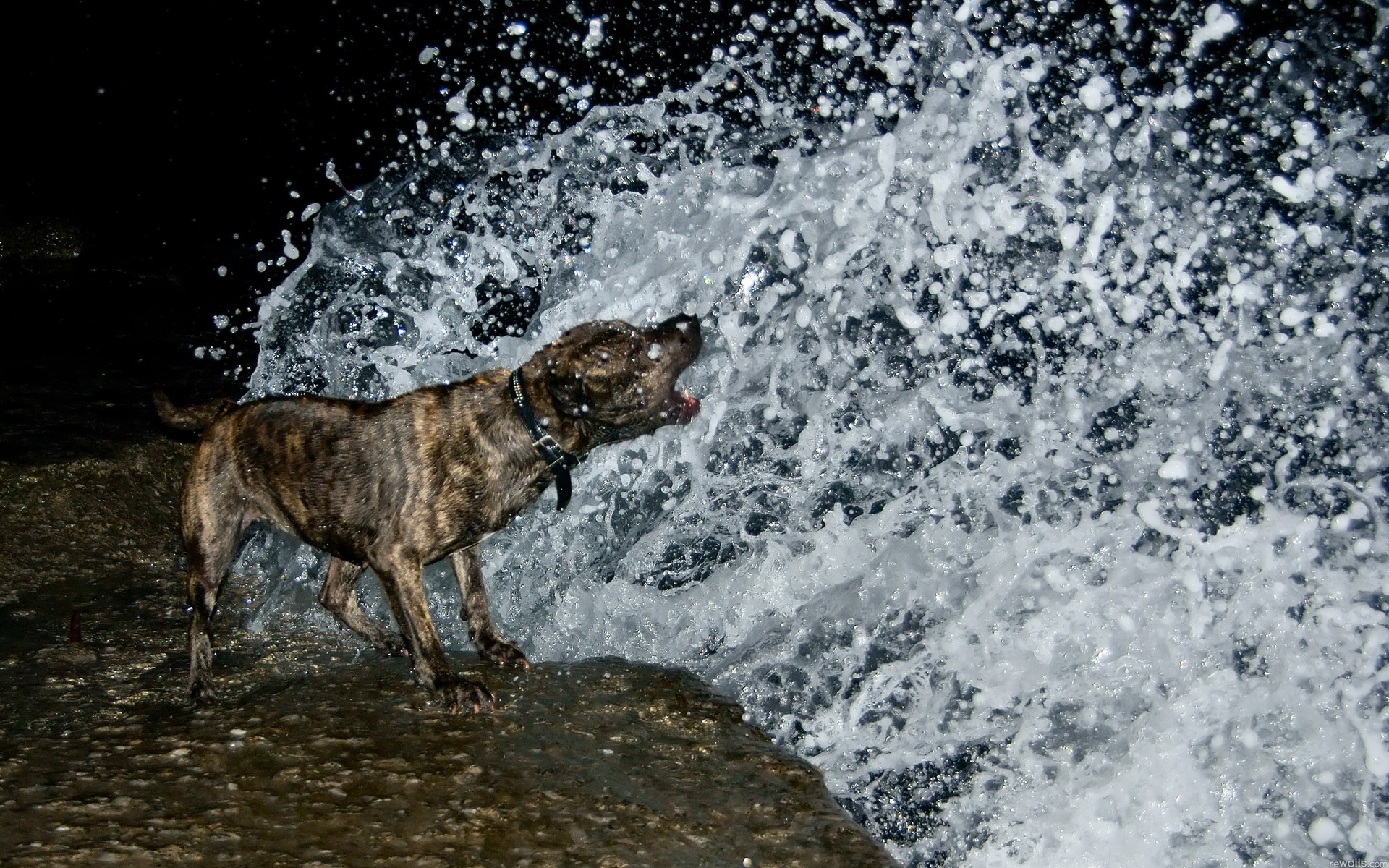 Laden Sie das Tiere, Hunde, Hund-Bild kostenlos auf Ihren PC-Desktop herunter