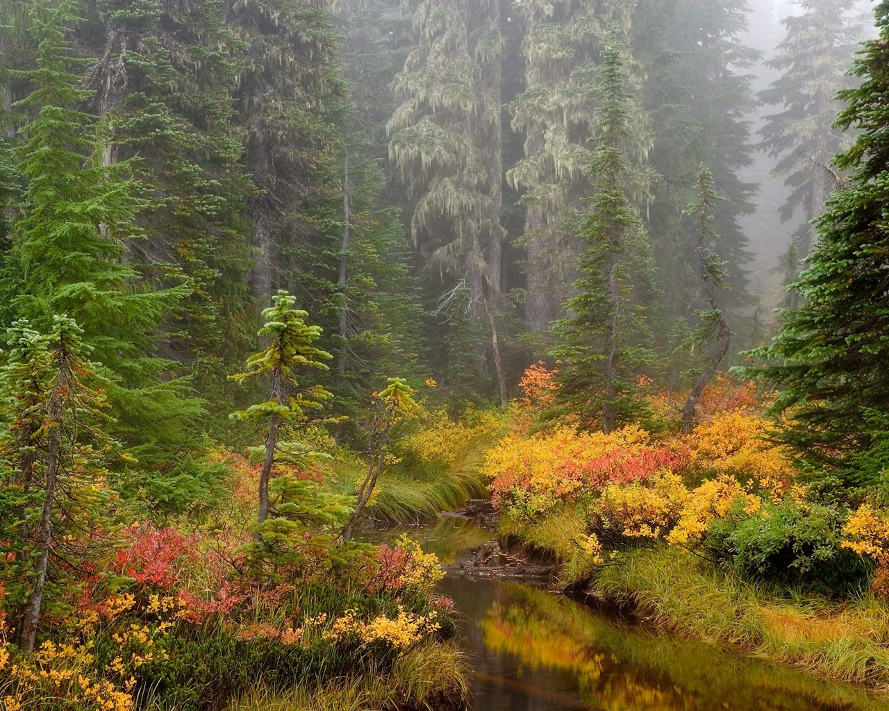 Descarga gratis la imagen Bosque, Chorro, Tierra/naturaleza en el escritorio de tu PC