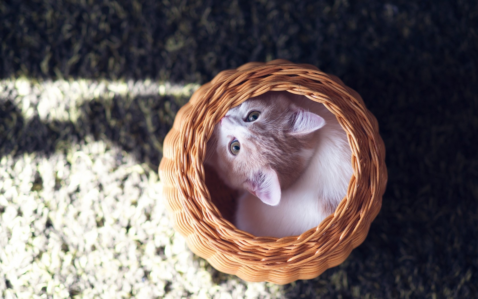 Baixe gratuitamente a imagem Animais, Gatos, Gato na área de trabalho do seu PC