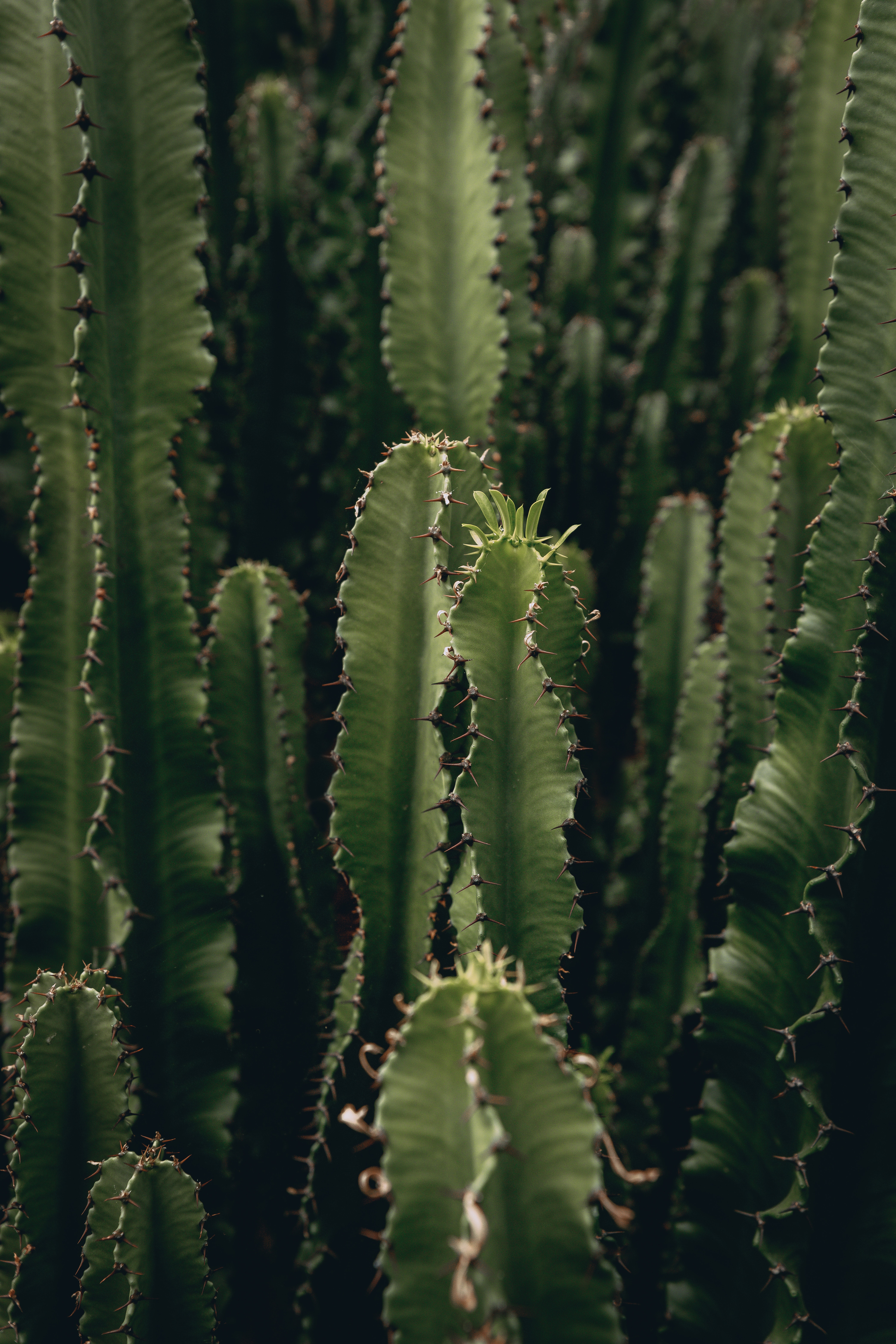 green, flowers, plant, barbed, spiny, cactus, deserted