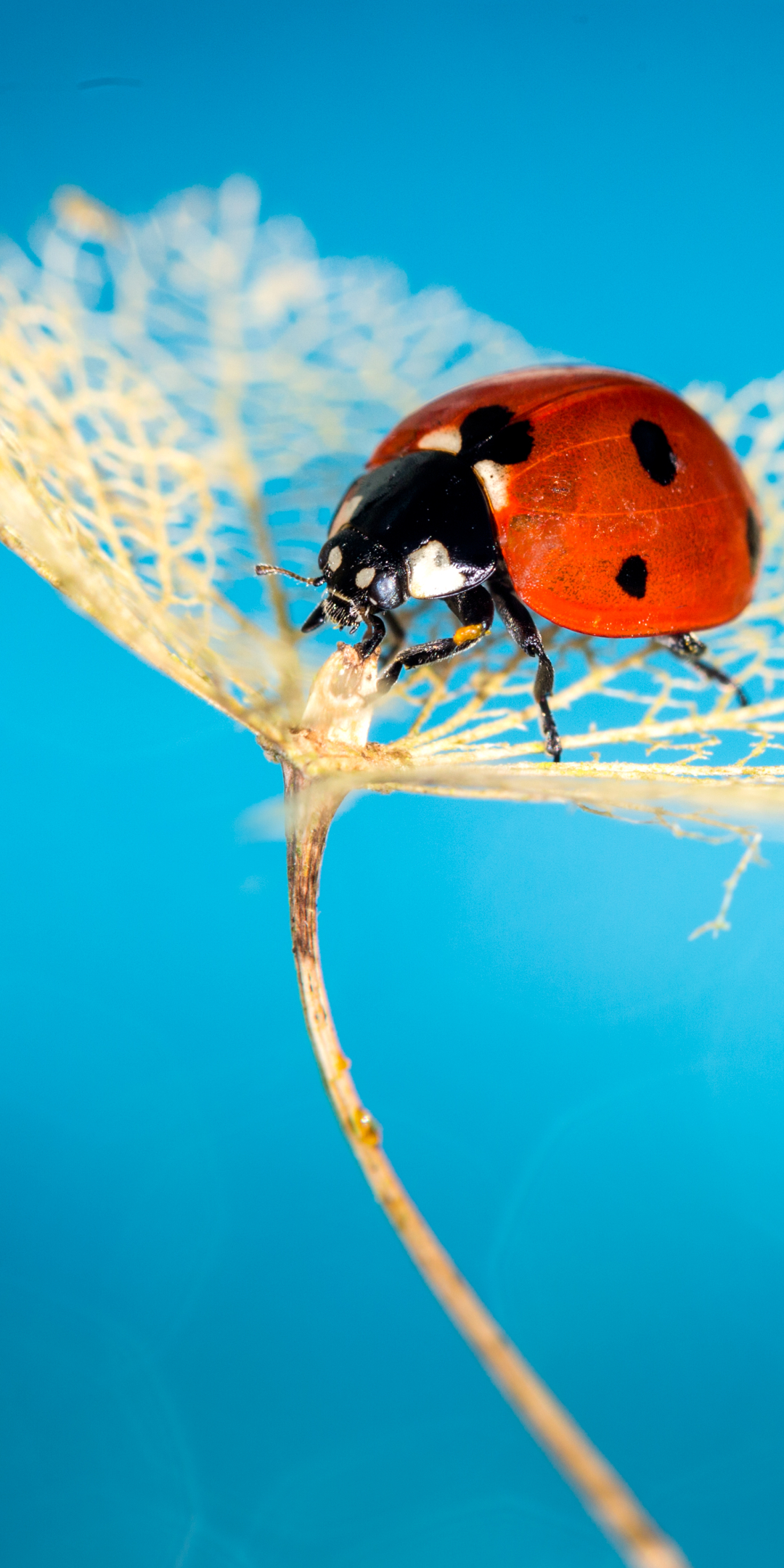 Handy-Wallpaper Tiere, Marienkäfer, Makro, Insekt, Planze, Anlage kostenlos herunterladen.