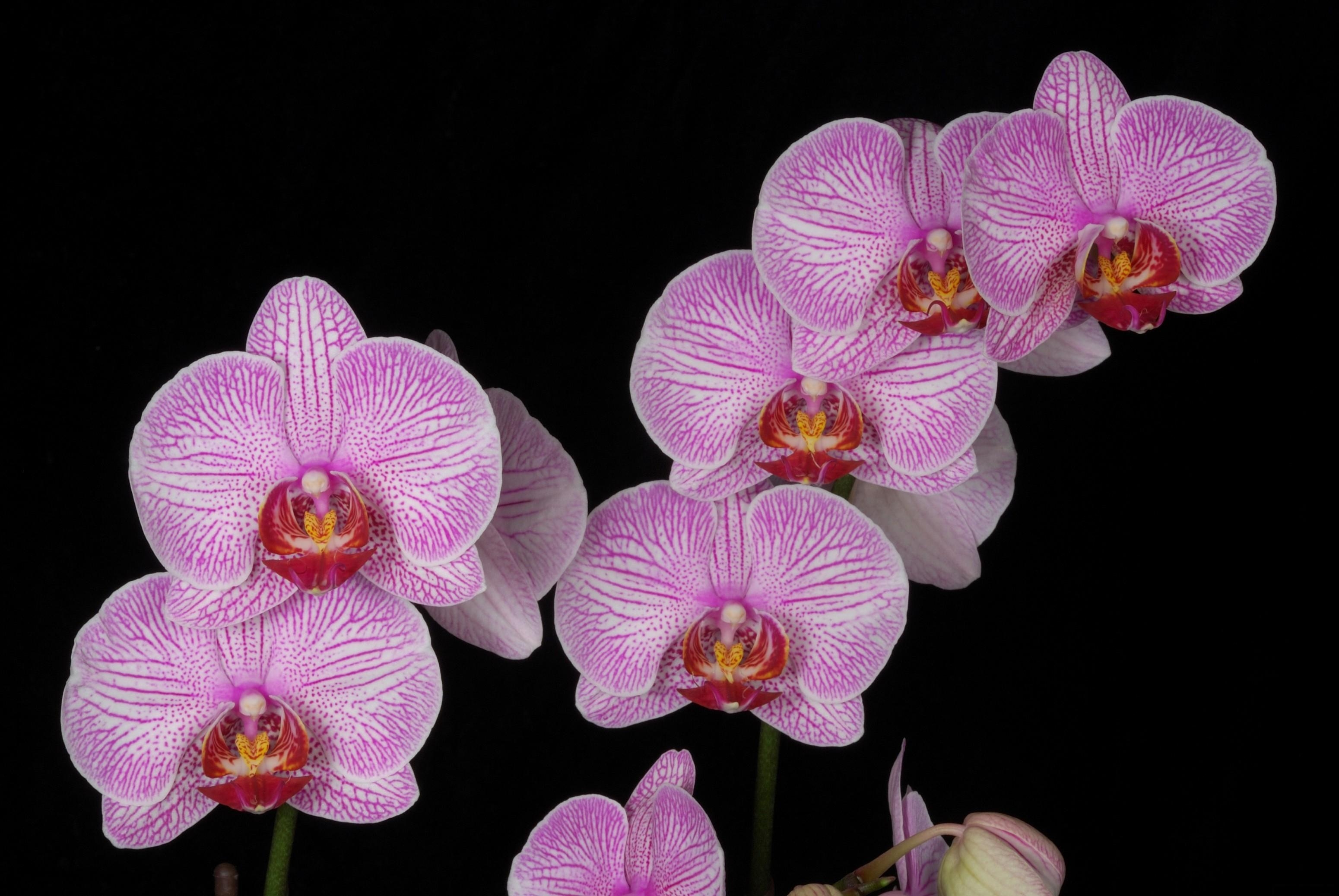 95969 скачать картинку орхидея, черный фон, цветы, экзотика, ветка, розовая - обои и заставки бесплатно
