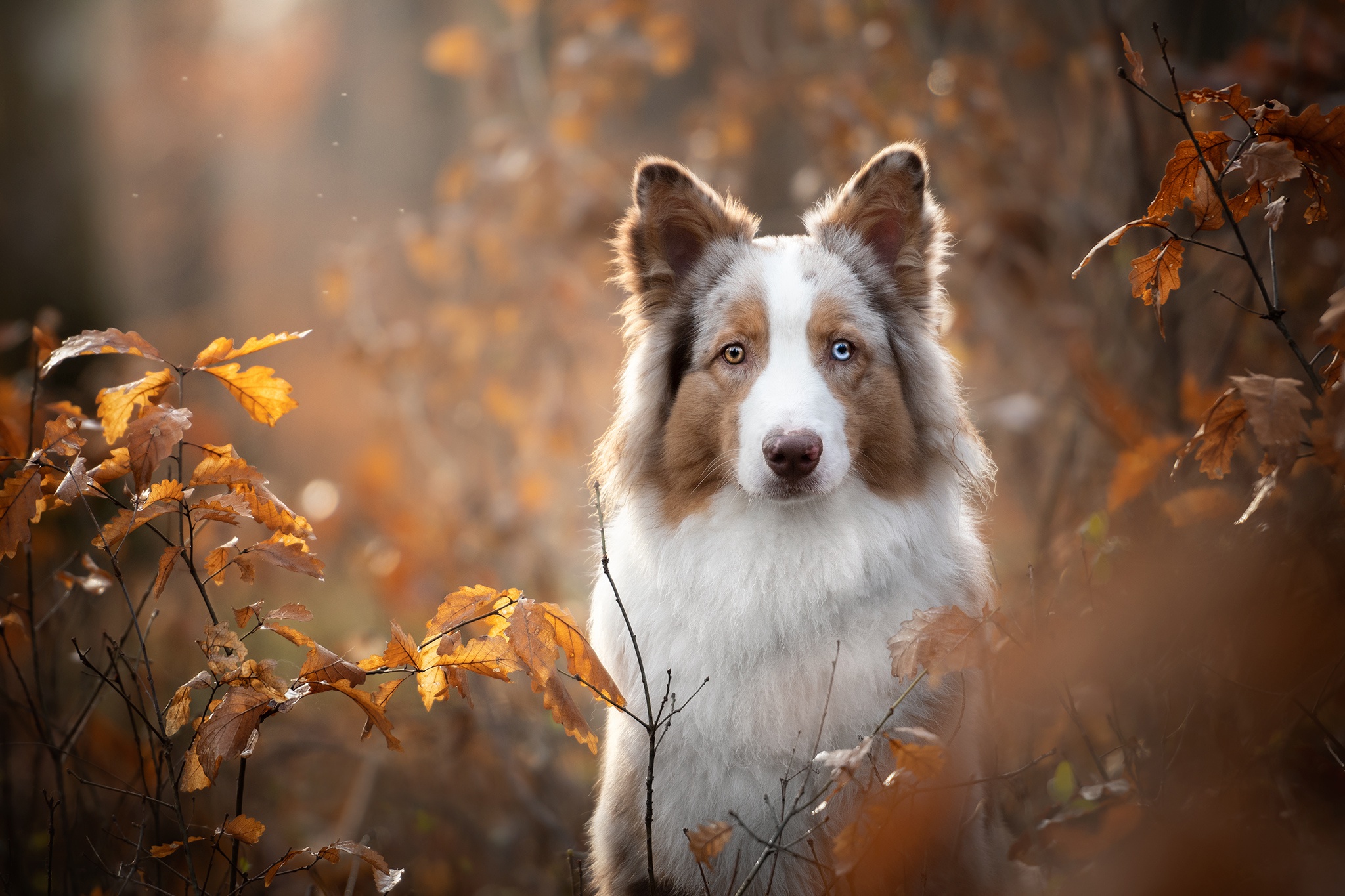 Download mobile wallpaper Dogs, Dog, Animal, Border Collie for free.