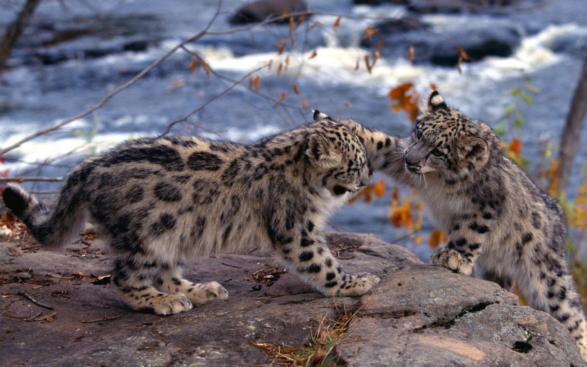 Baixe gratuitamente a imagem Animais, Gatos, Leopardo Das Neves na área de trabalho do seu PC