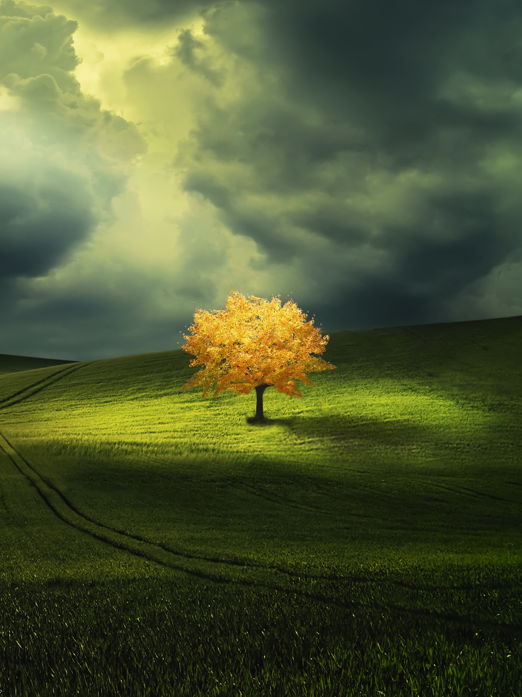 PCデスクトップに木, 秋, 地球, 分野, クラウド, 孤独な木画像を無料でダウンロード
