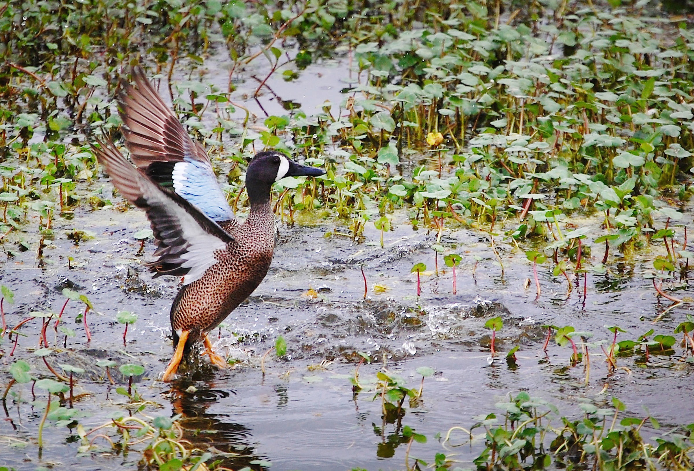 Download mobile wallpaper Duck, Birds, Animal for free.