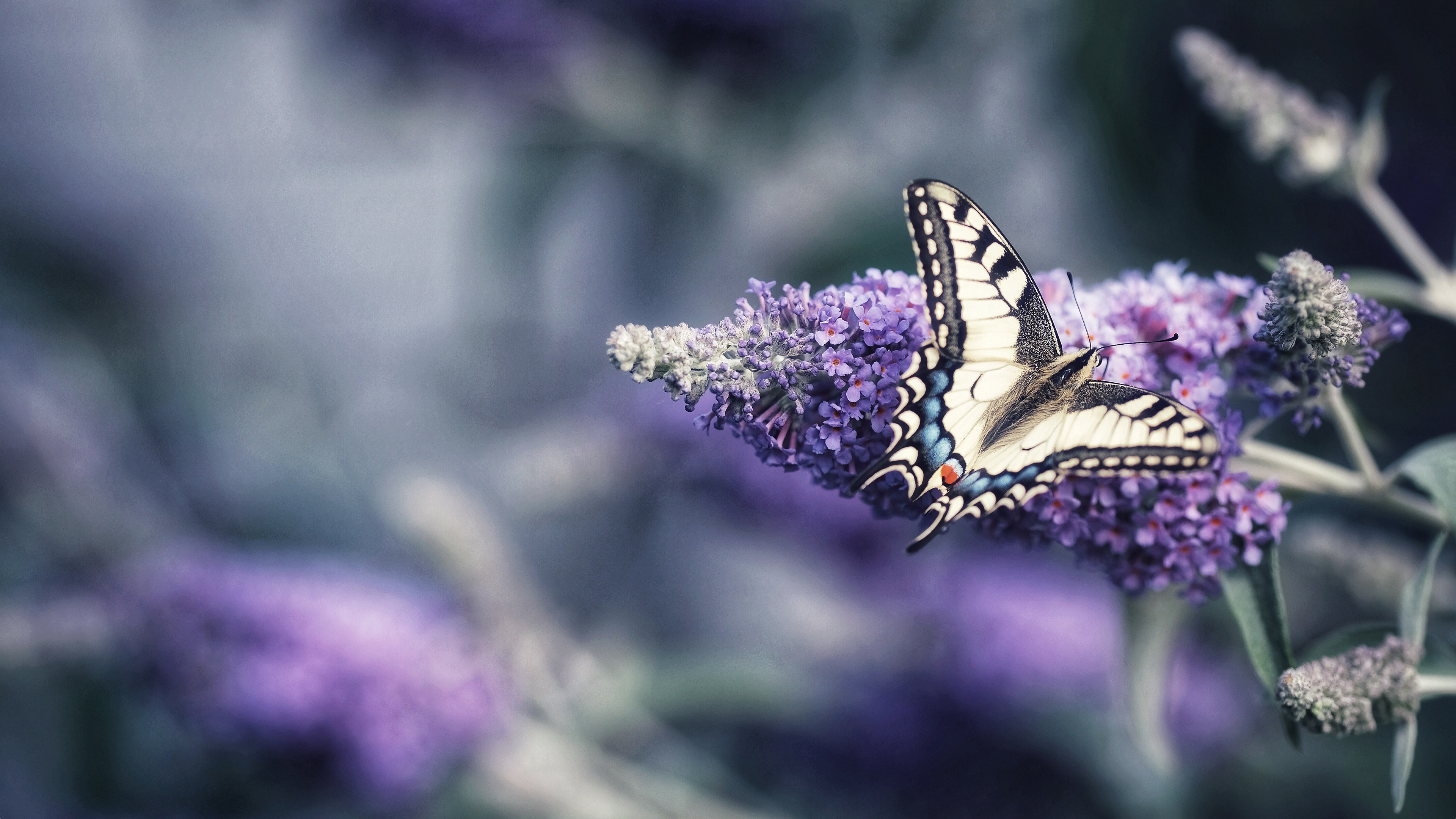 Téléchargez gratuitement l'image Animaux, Fleur, Macro, Insecte, Papillon, Machaon sur le bureau de votre PC
