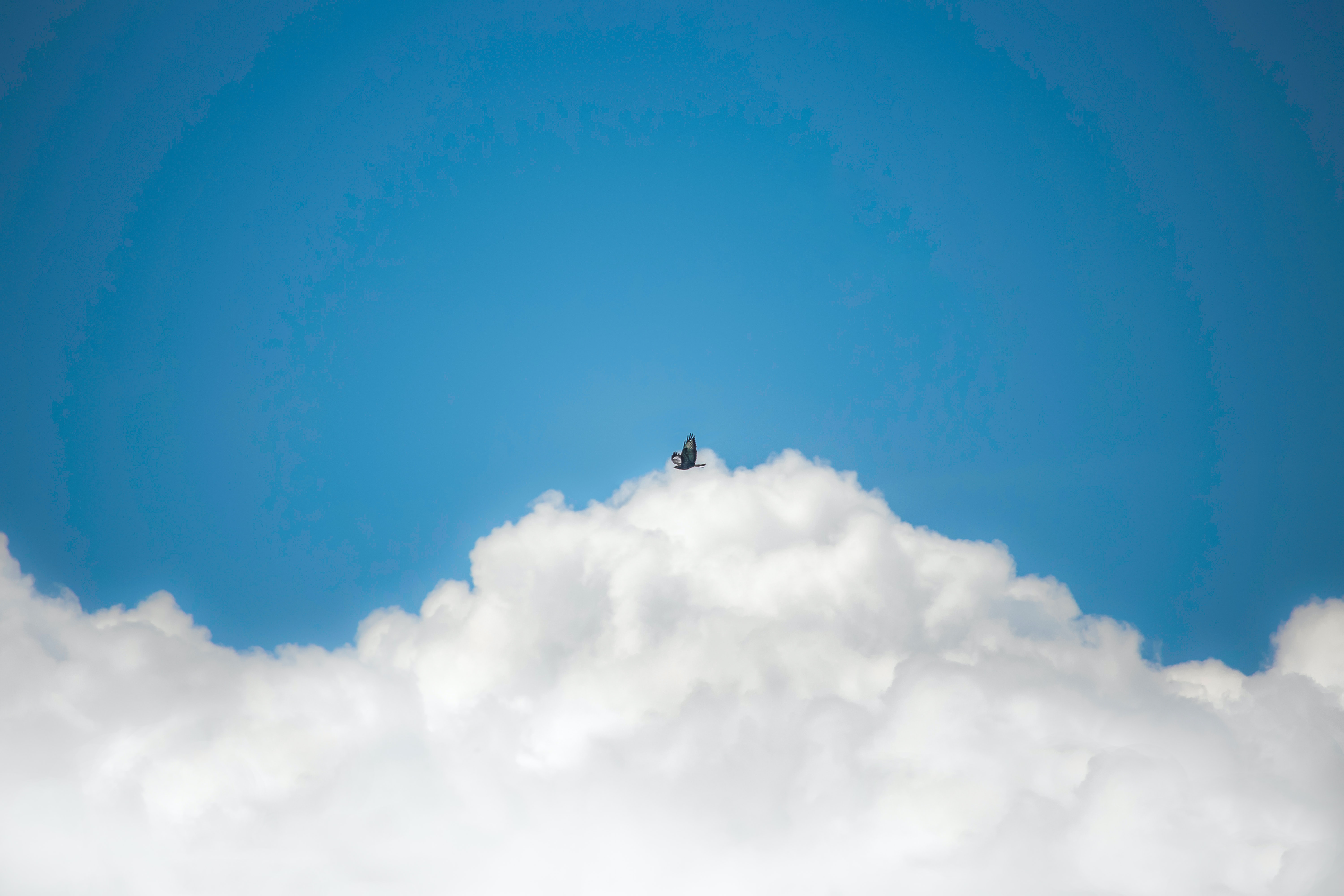 Free download wallpaper Nature, Sky, Clouds, Flight, Bird on your PC desktop