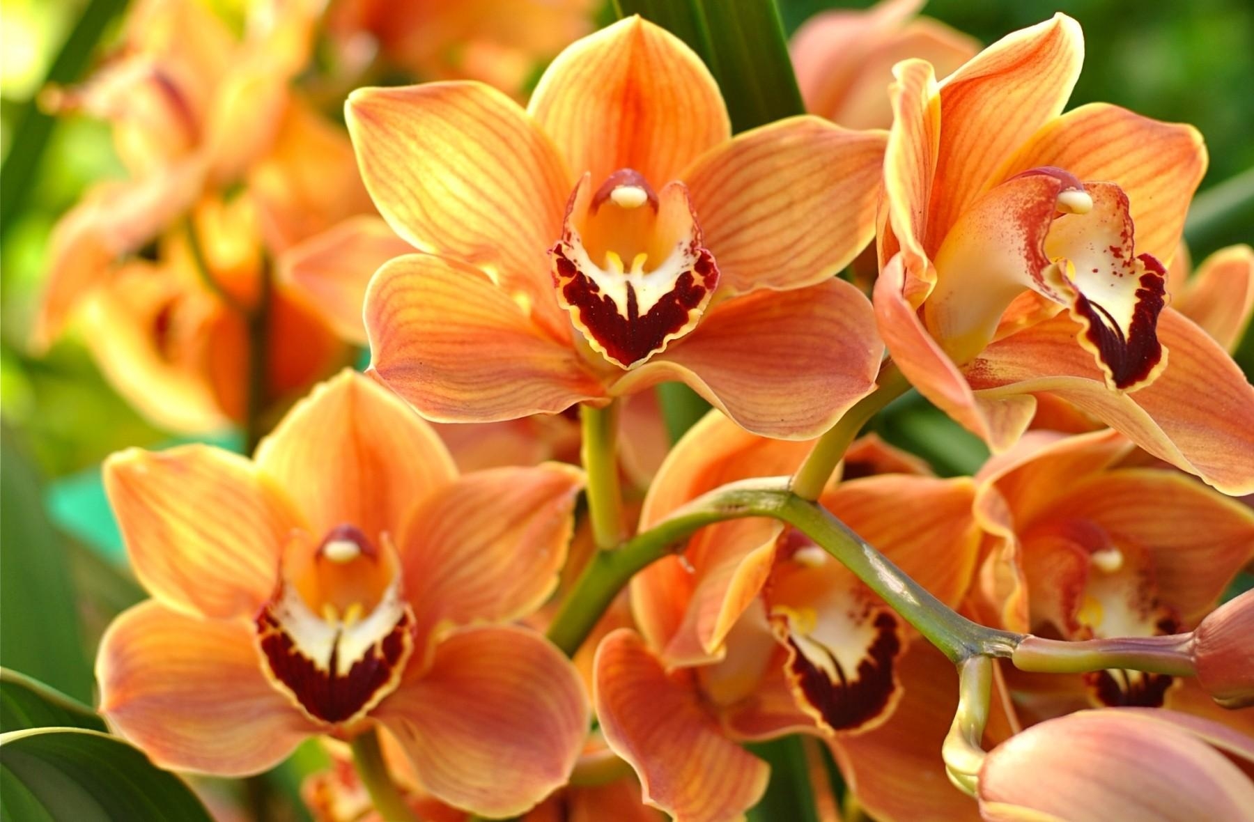 flowers, orange, bright, branch, orchid, exotic, exotics