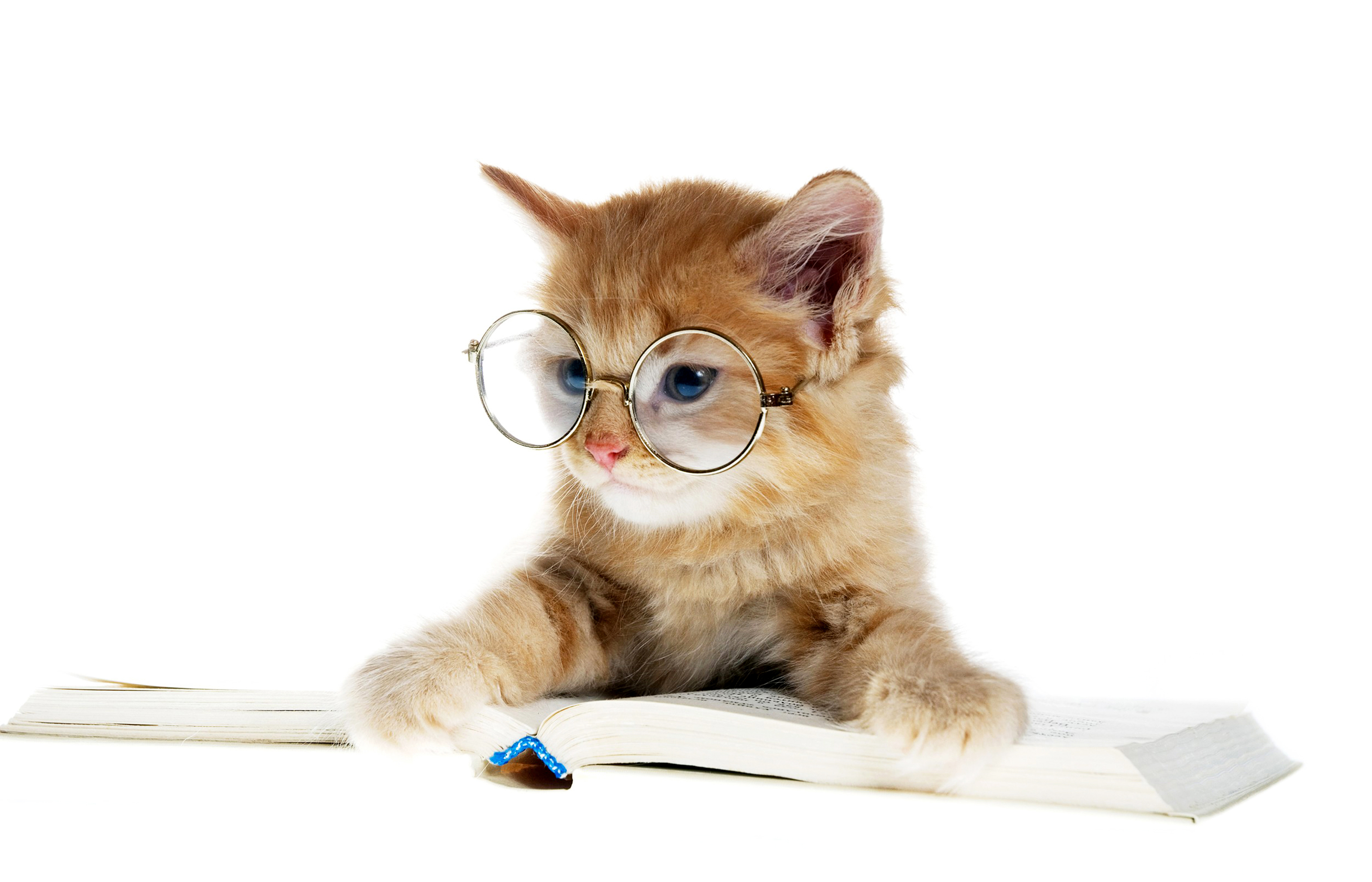 Завантажити шпалери безкоштовно Гумор, Кішка, Книга, Коти, Окуляри, Смішно картинка на робочий стіл ПК