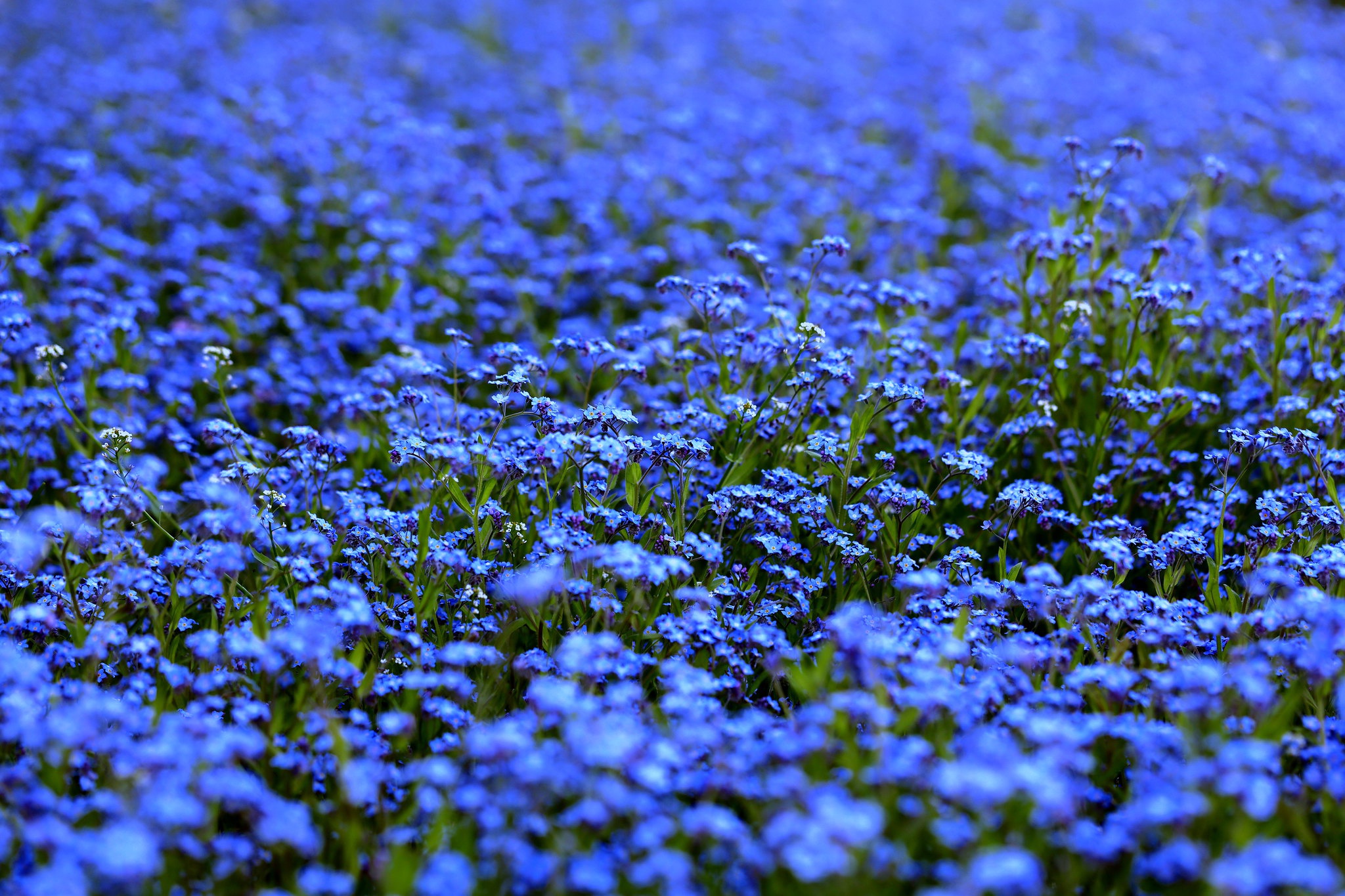 Descarga gratis la imagen Flores, Nomeolvides, Tierra/naturaleza, Flor Azul en el escritorio de tu PC